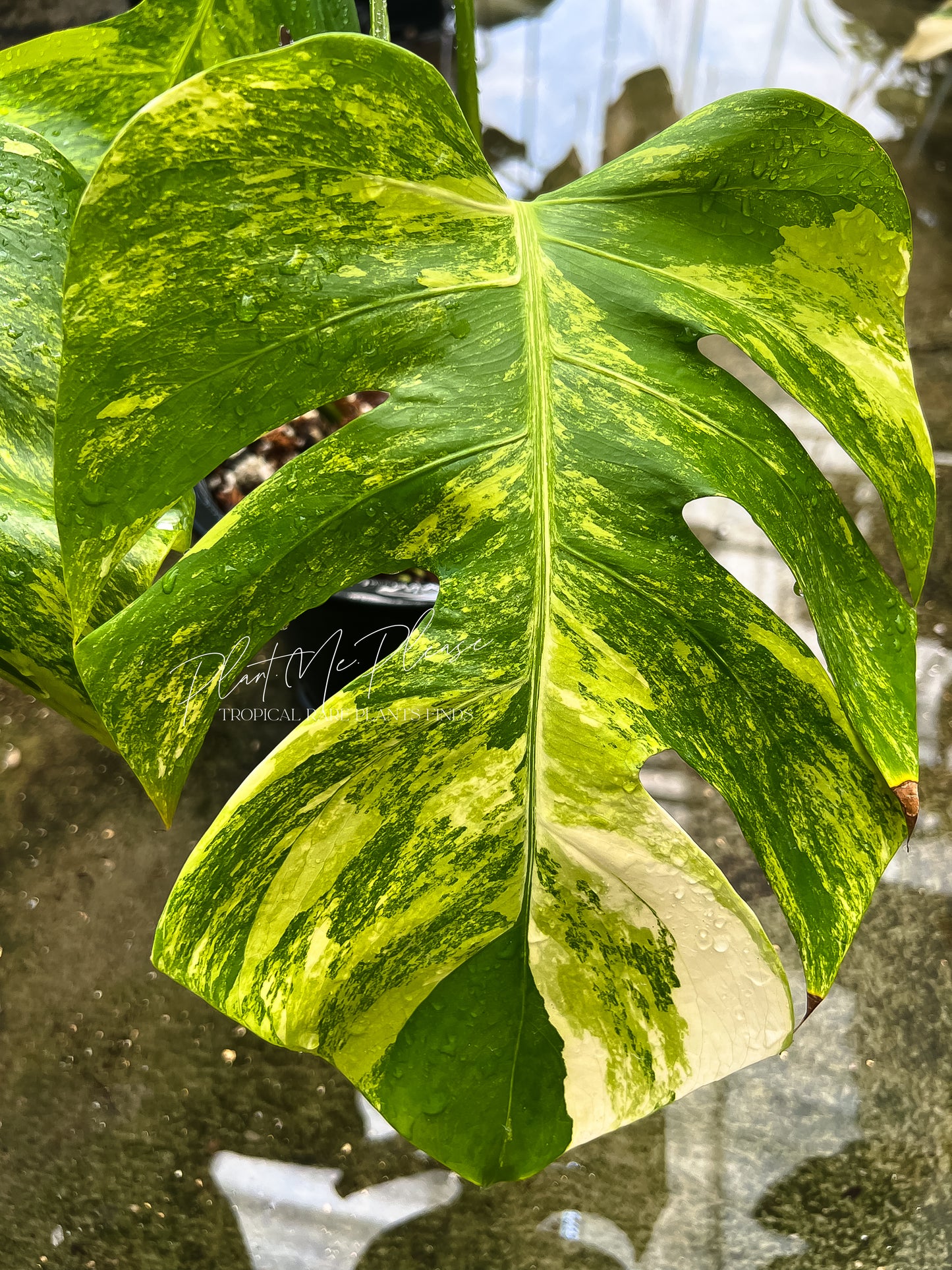 Monstera Deliciosa var. Borsigiana Aurea Variegated