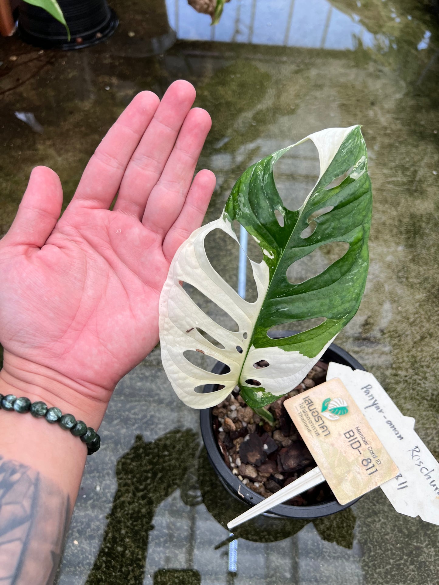 Monstera Adansonii Variegated Tricolor Large form.