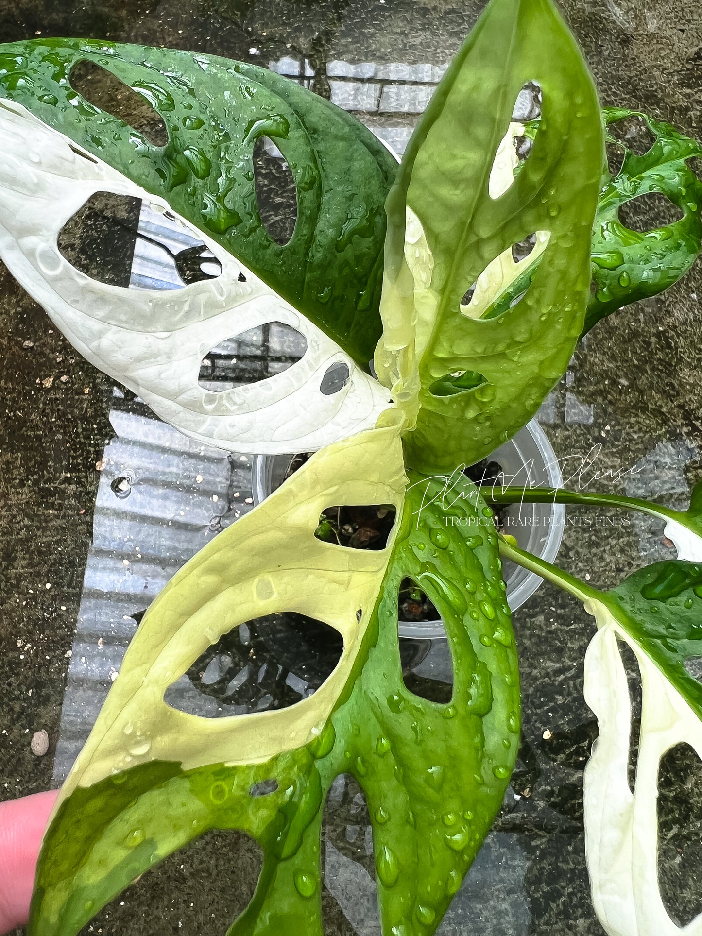 Monstera Adansonii Variegated Half Moon