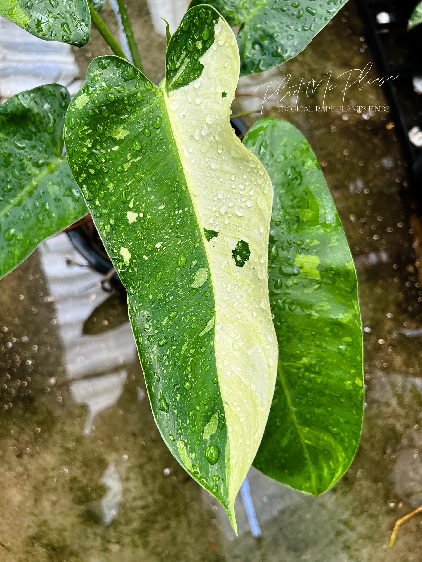 Philodendron Jose Buono Variegated