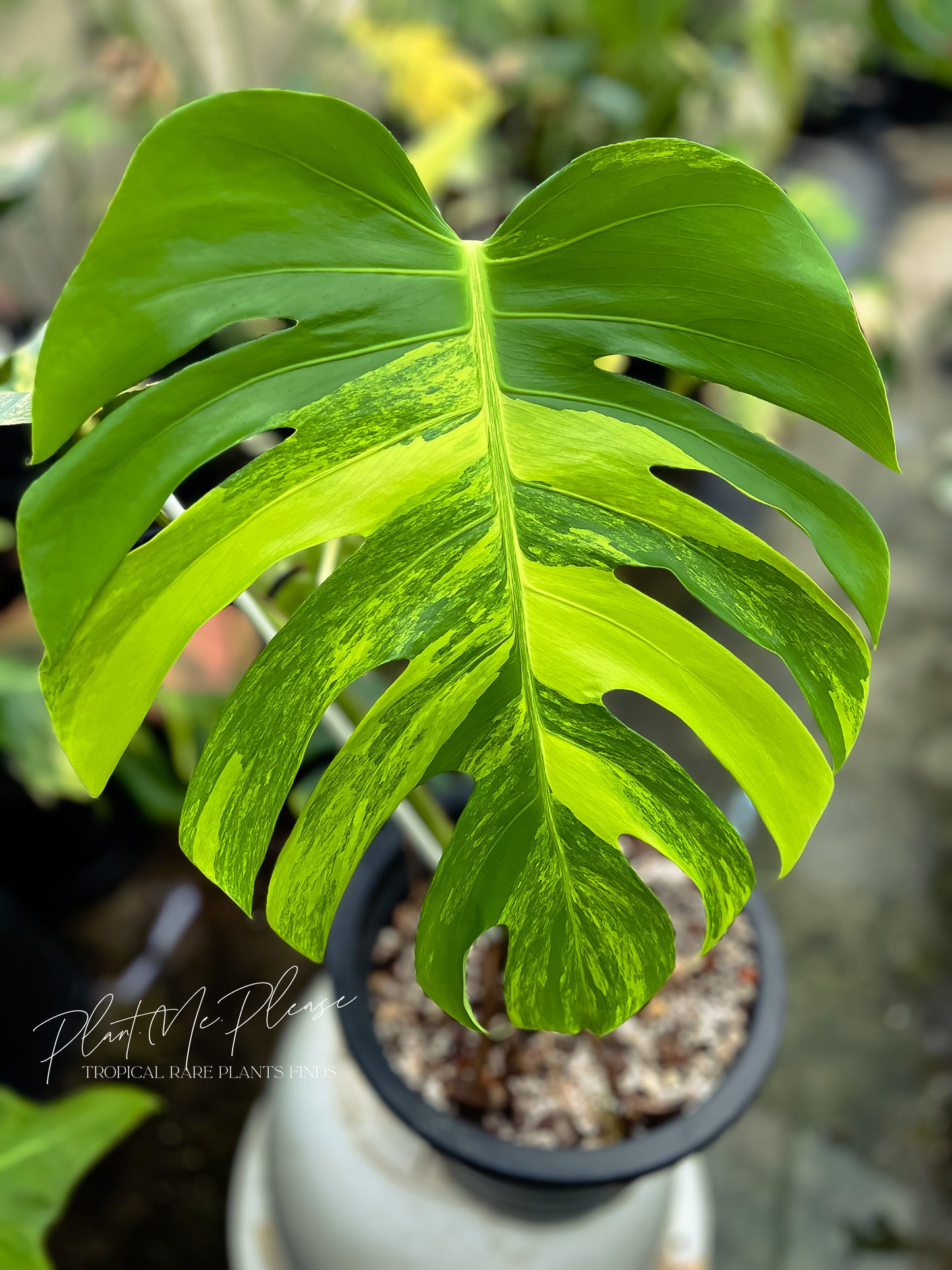Monstera Deliciosa var. Borsigiana Aurea Variegated Mature Form.