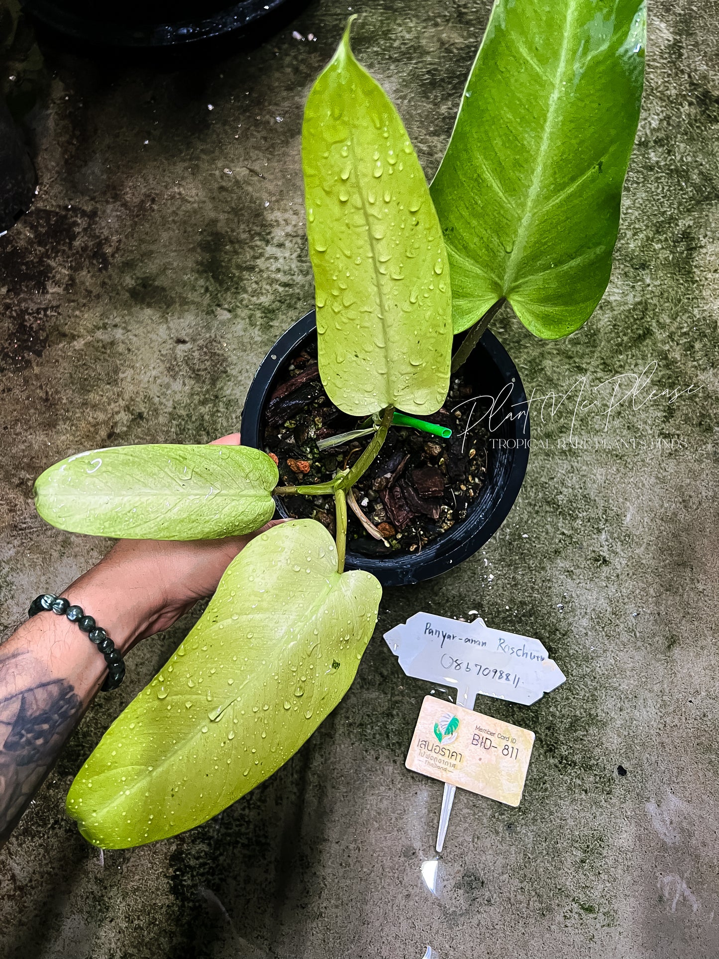 Philodendron Mottled Whipple Way Variegated