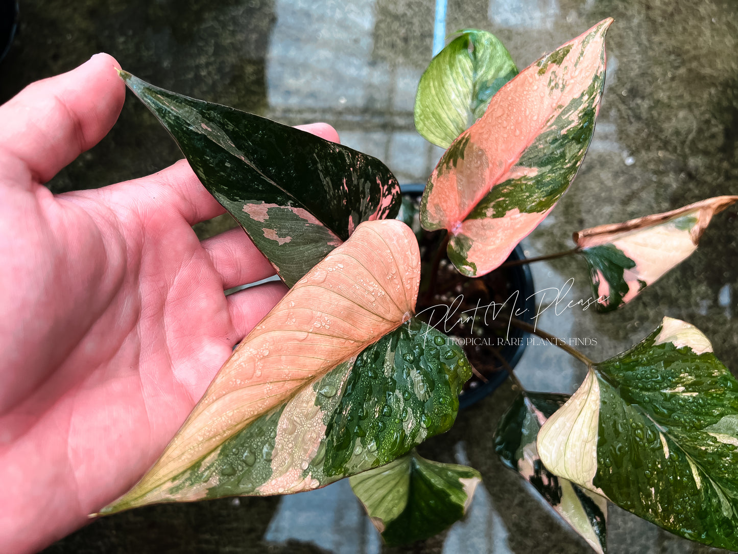 Homalomena Pink Diamond Variegated