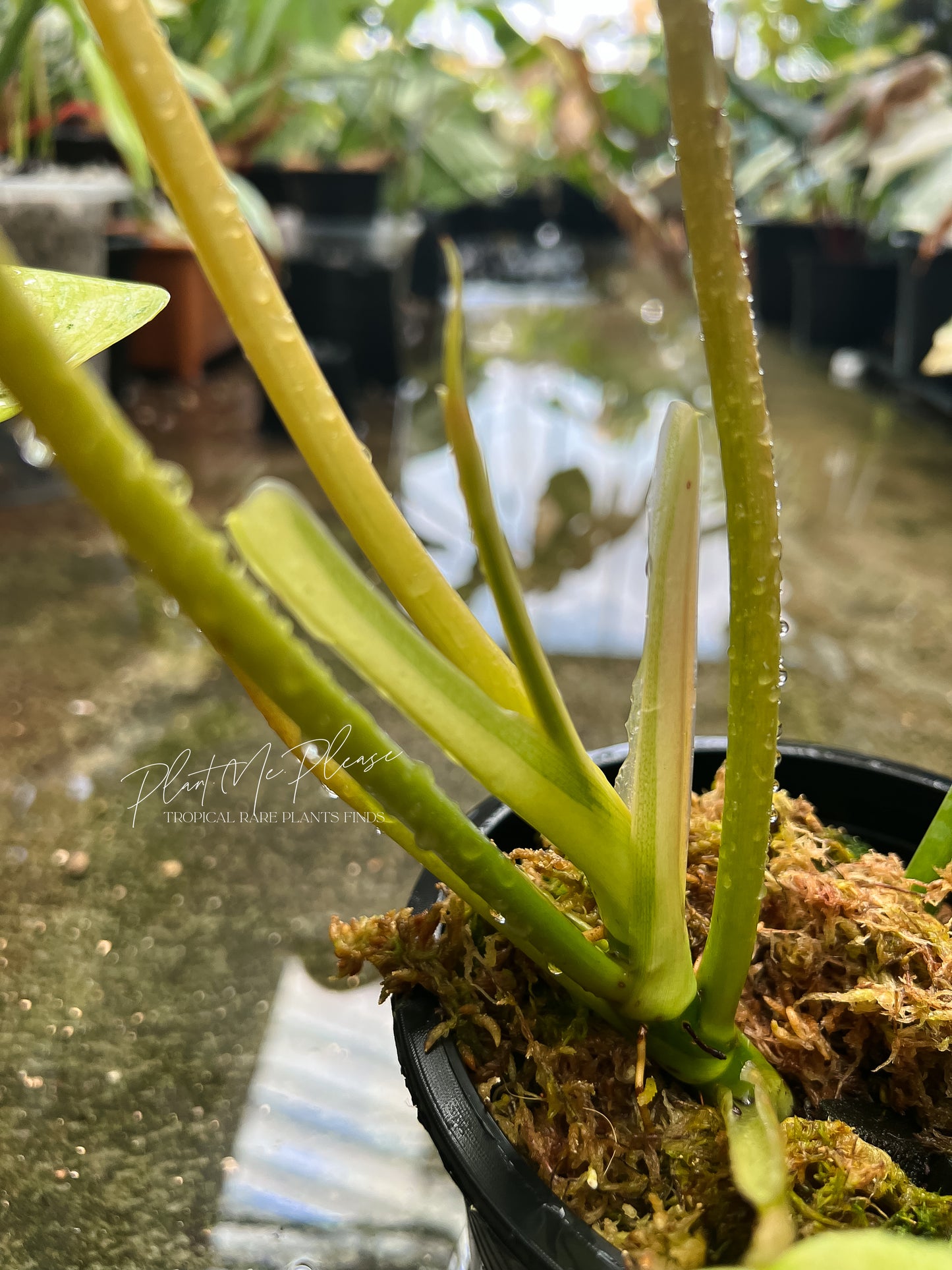 Philodendron Mottled Whipple Way Variegated