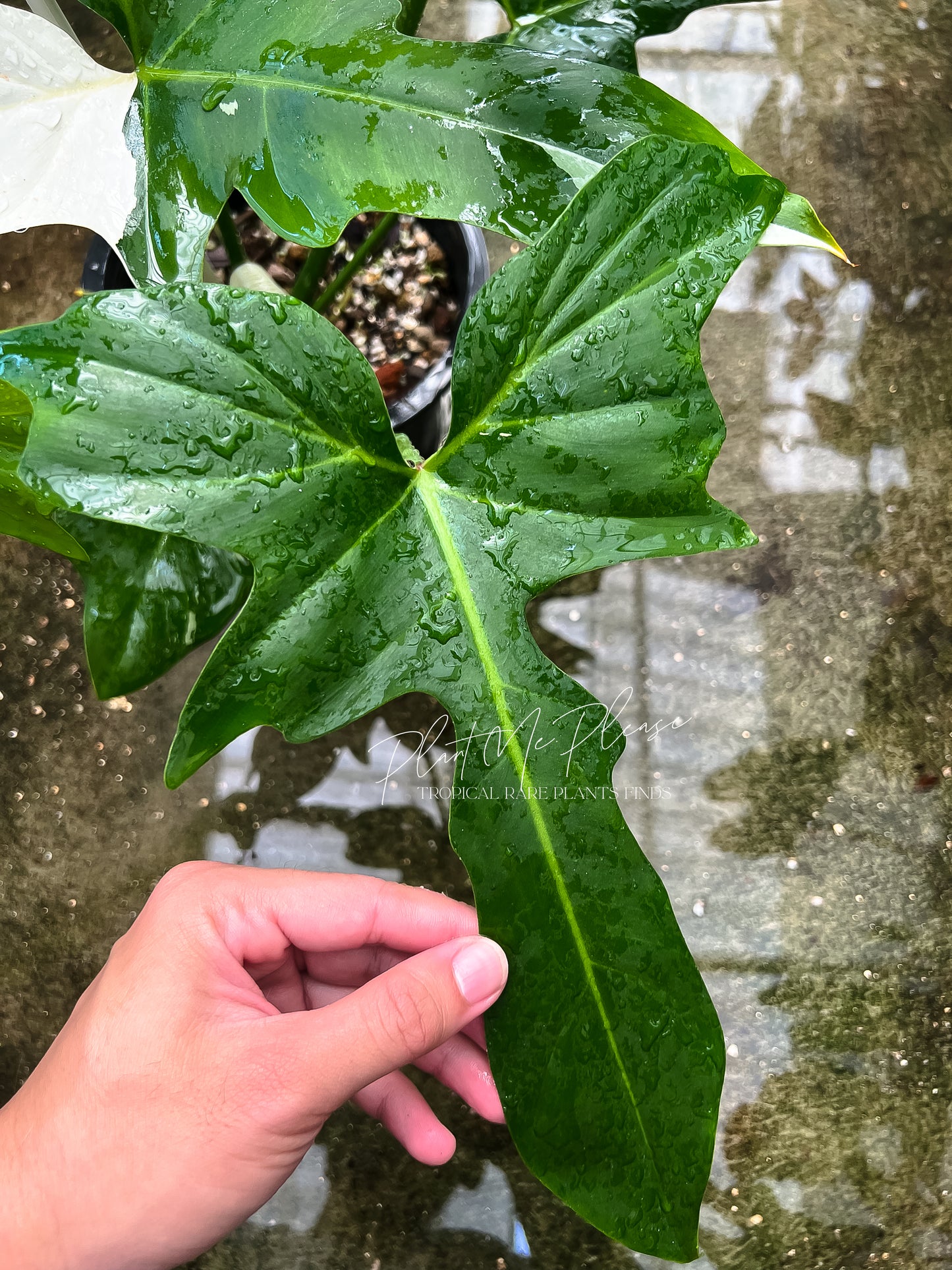 Philodendron Golden Dragon Variegated
