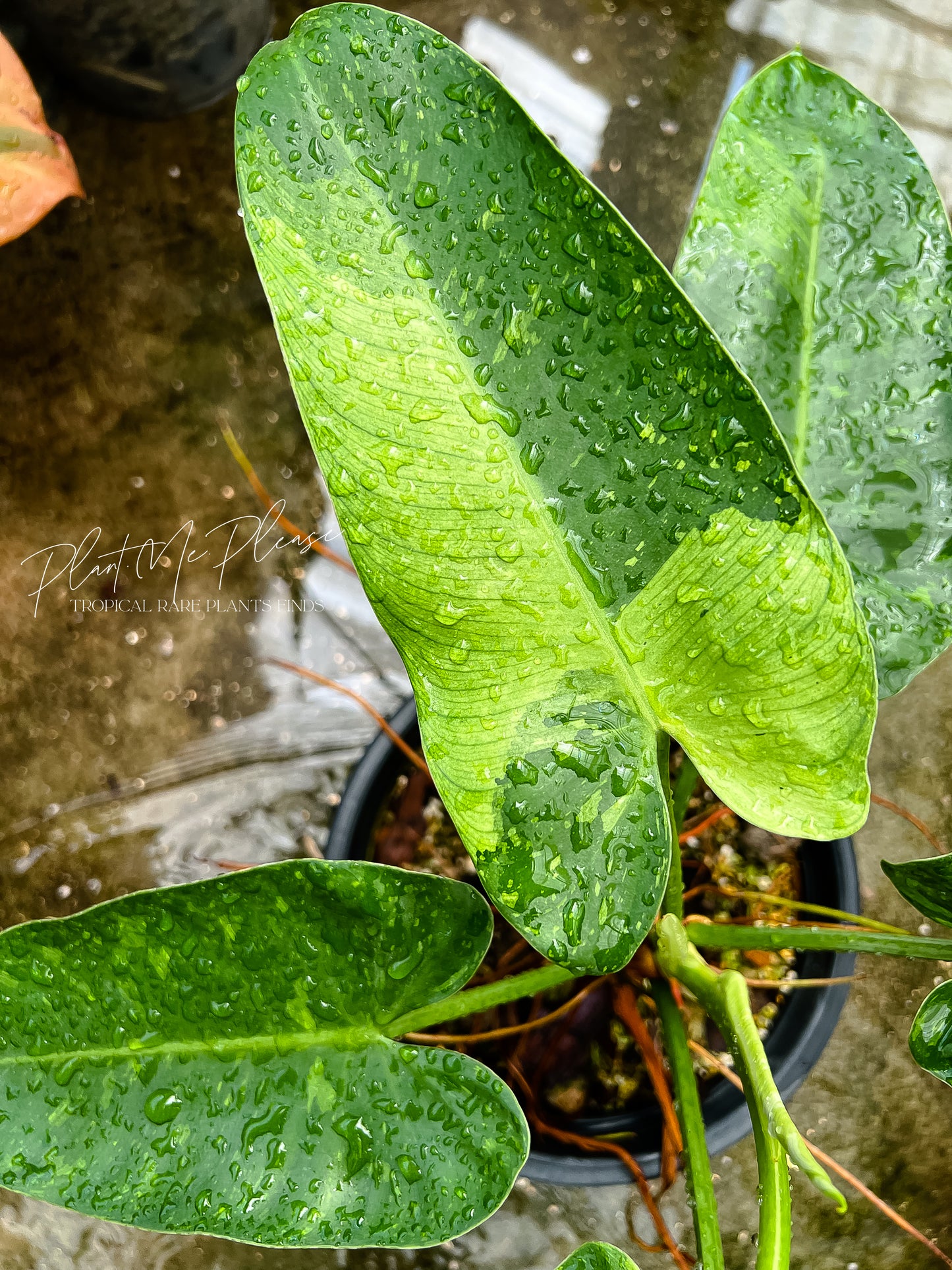 Philodendron Jose Buono Variegated