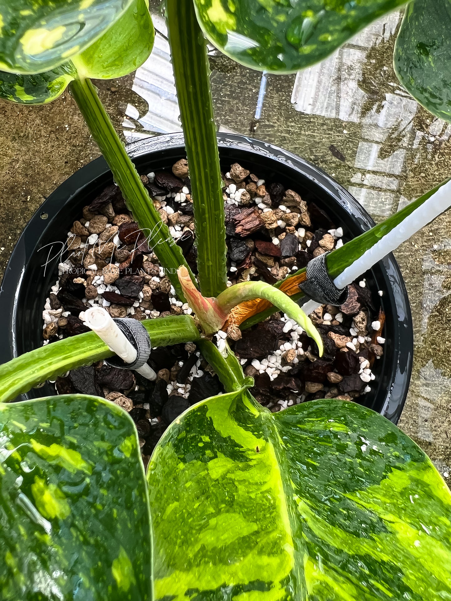 Philodendron Green Congo Marble Variegated
