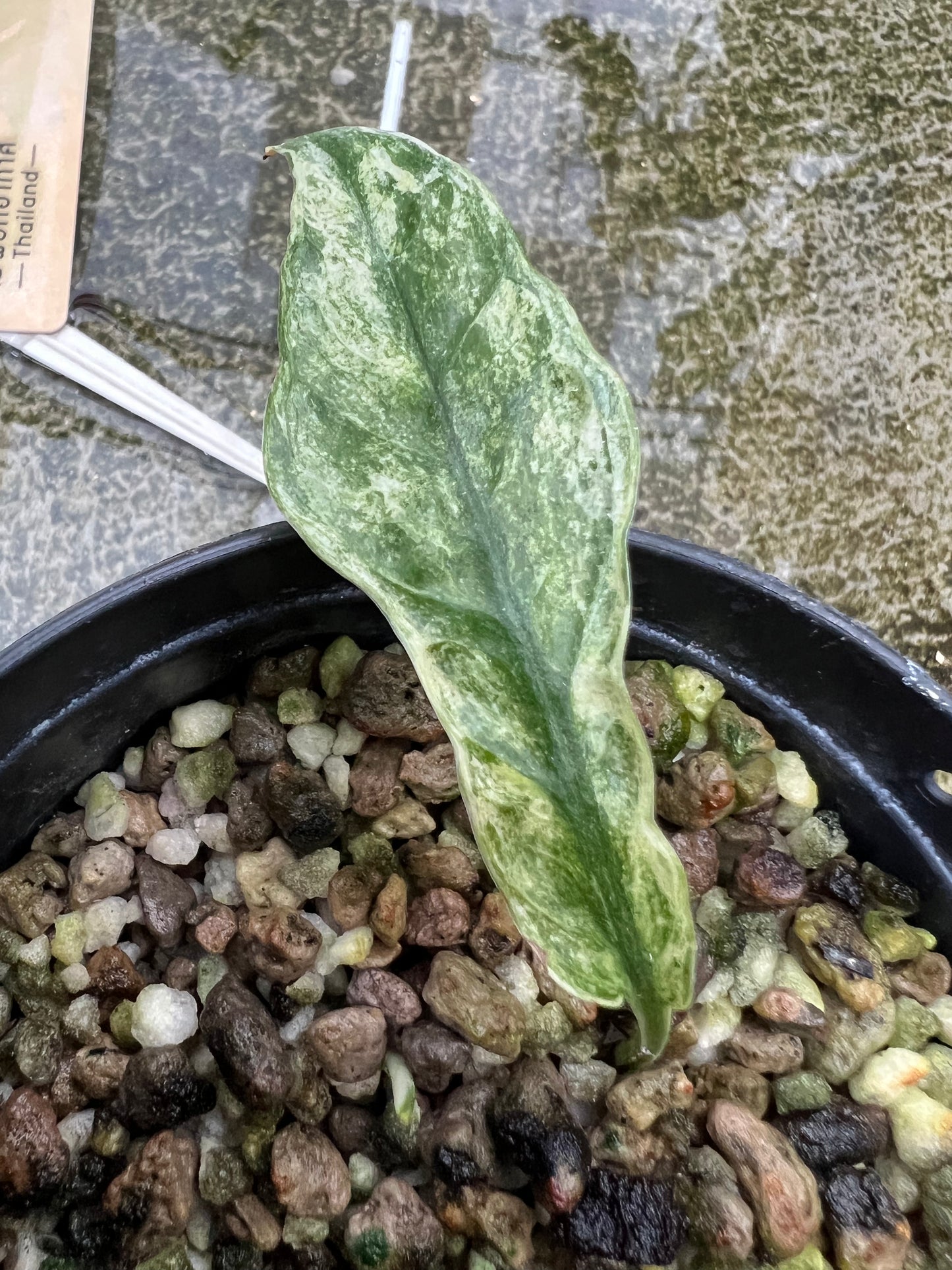 Epipremnum Sp. Bali Hanoman Variegated