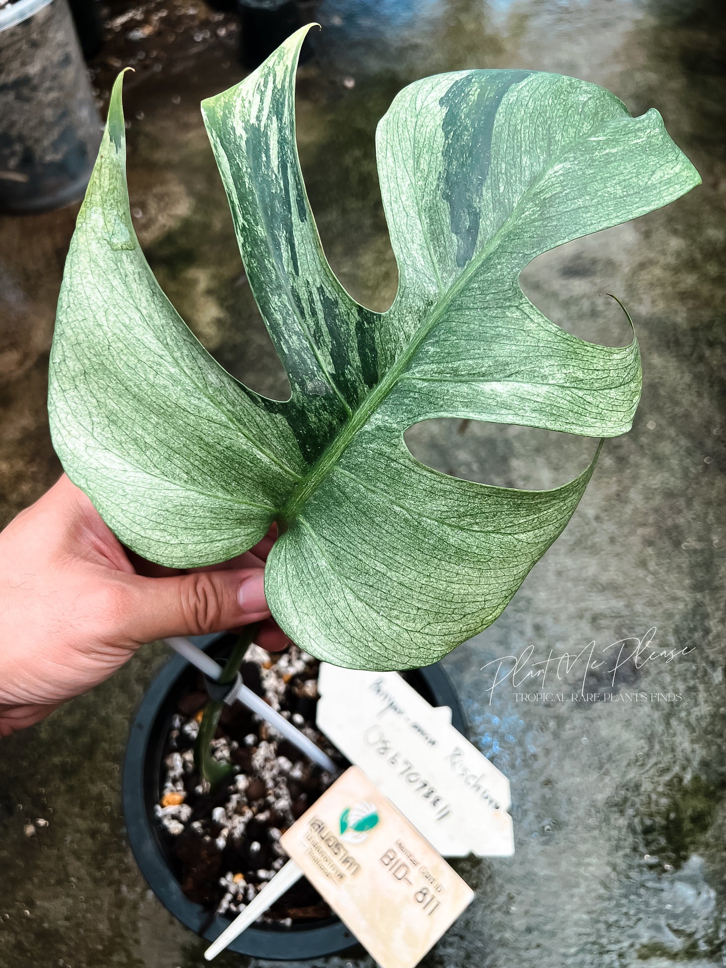 Monstera Borsigiana Mint Variegated