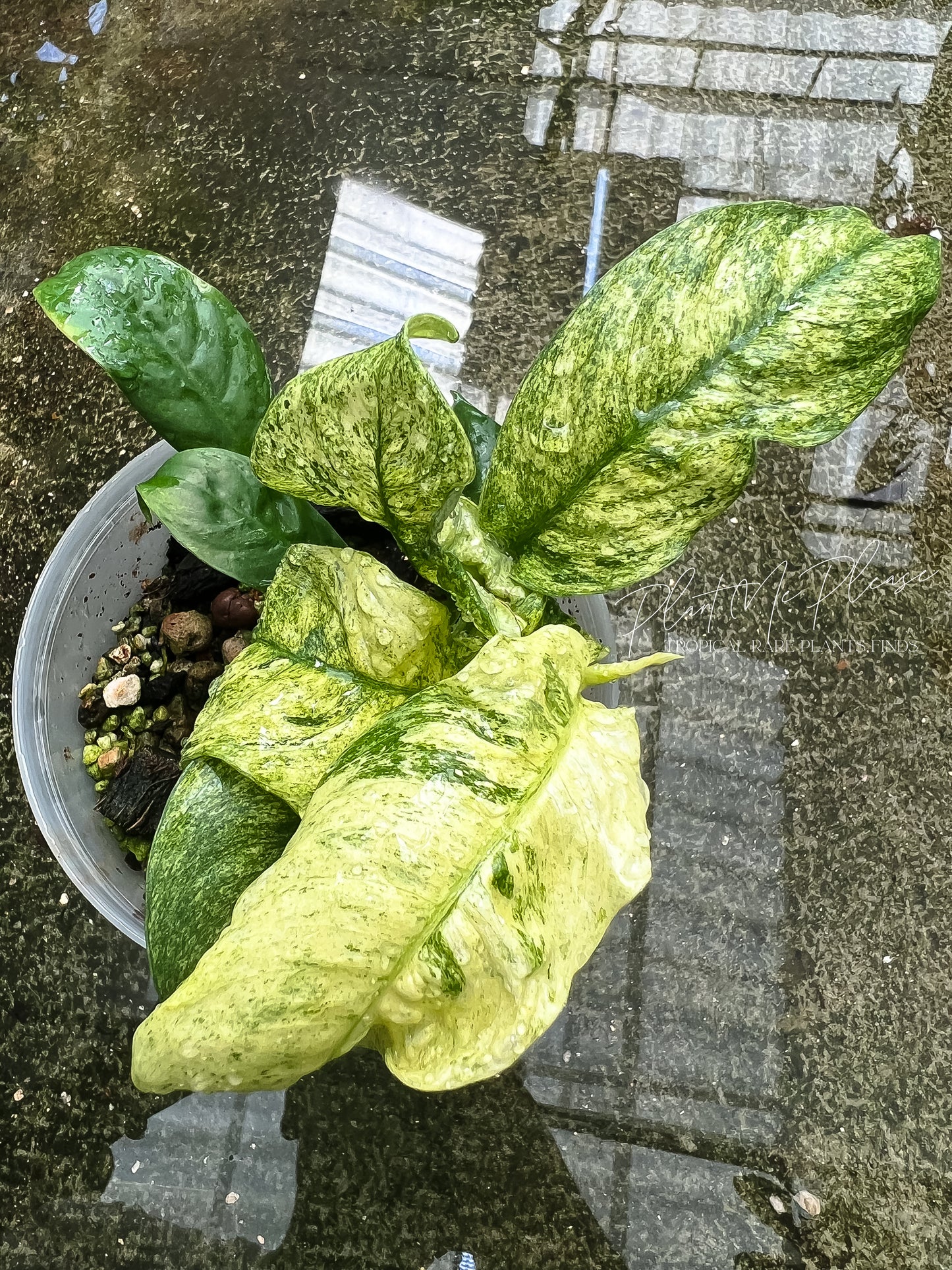 Rhaphidophora Puberula Variegated