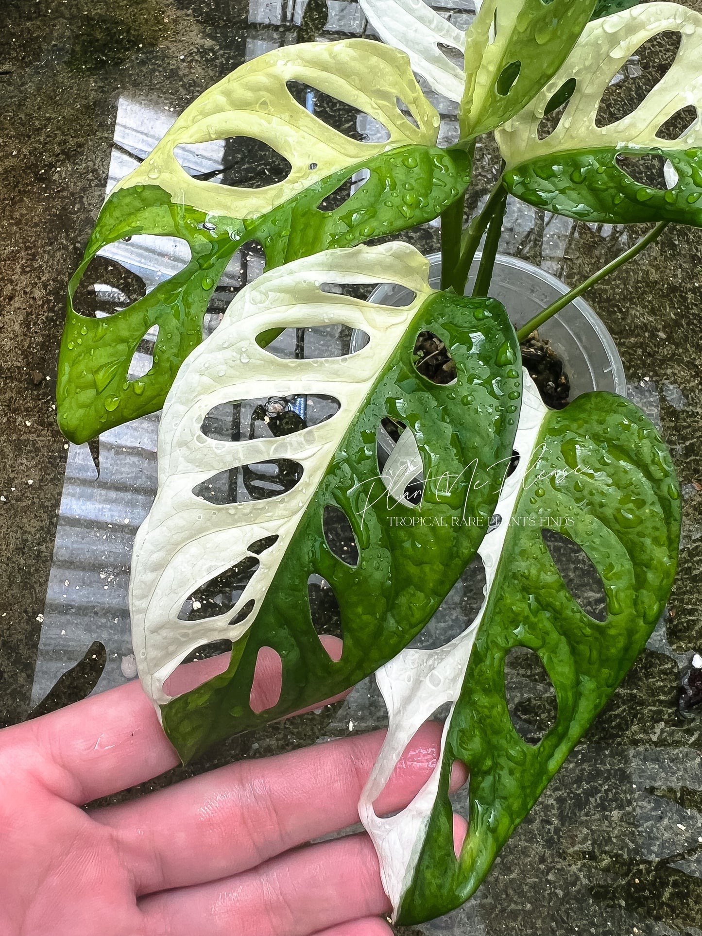 Monstera Adansonii Variegated Half Moon