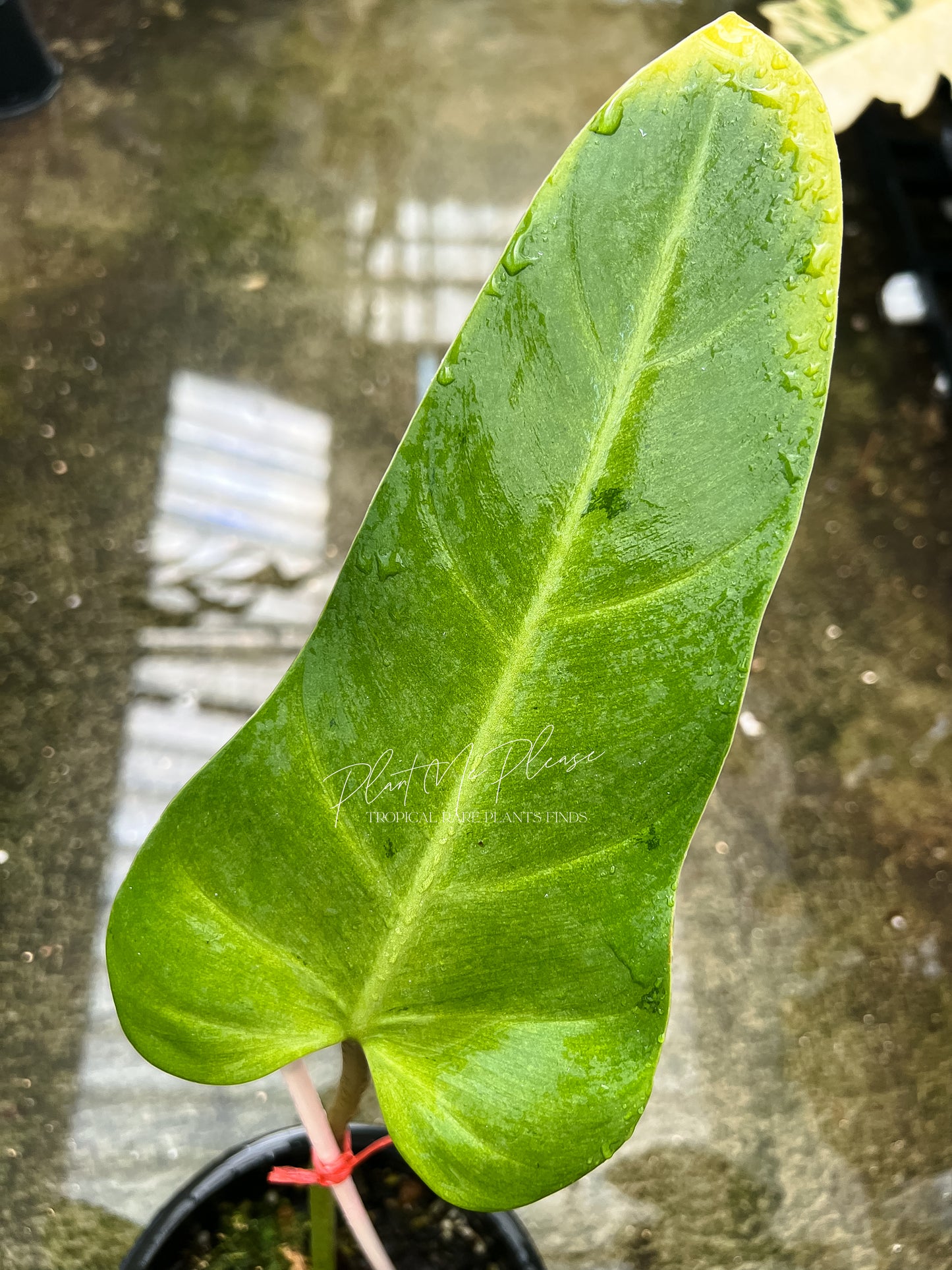 Philodendron Mottled Whipple Way Variegated
