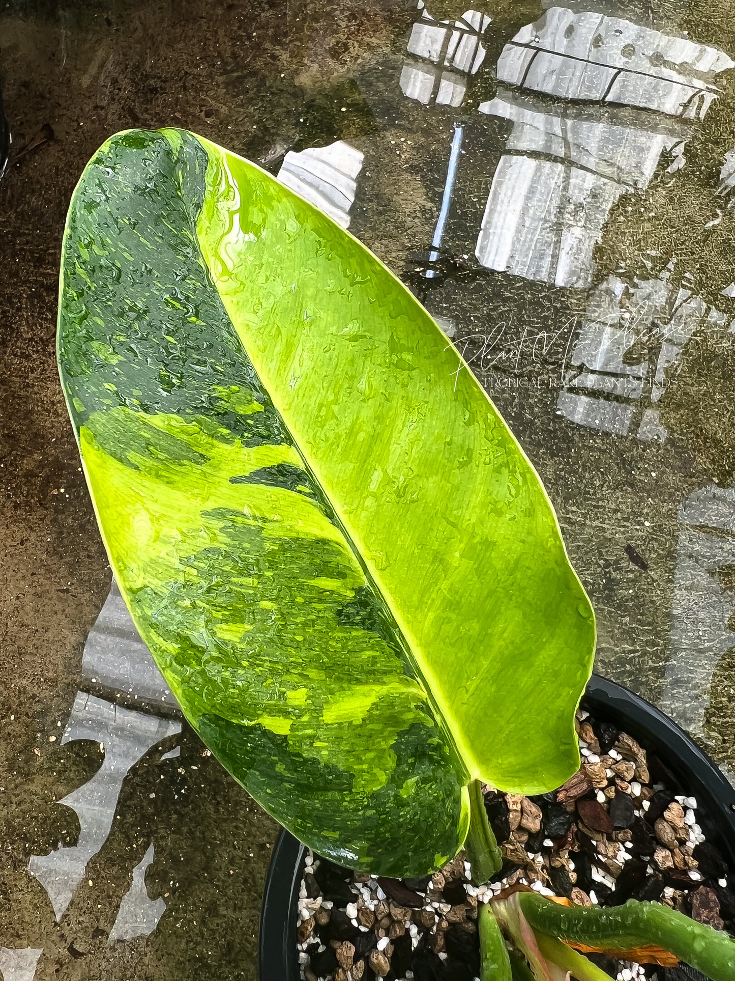 Philodendron Green Congo Marble Variegated