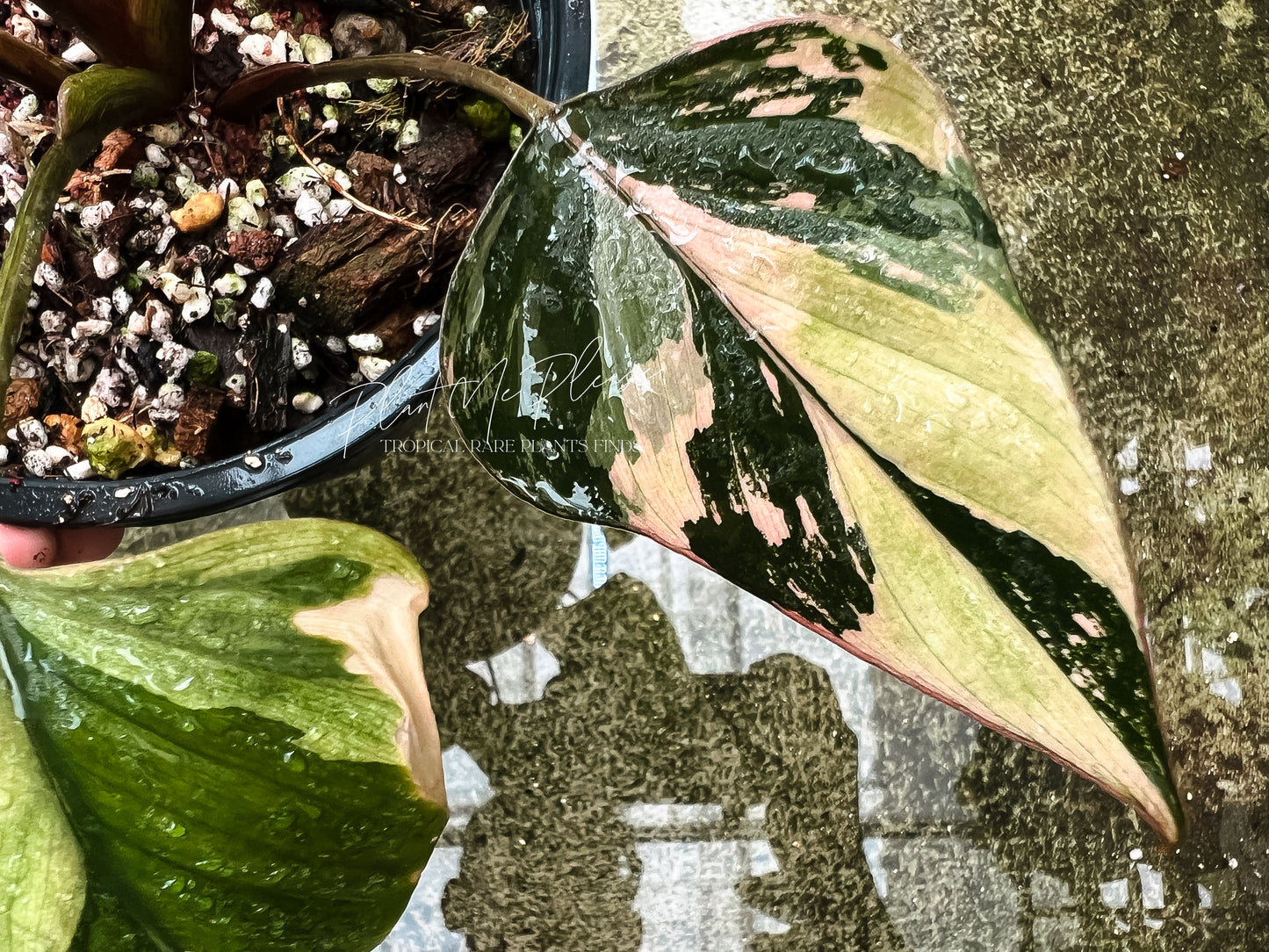Homalomena Pink Diamond Variegated