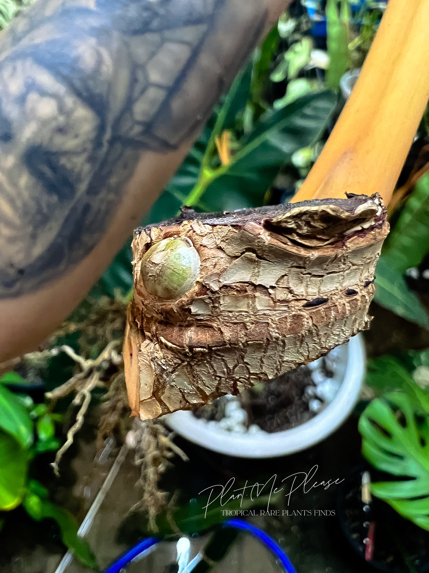 Philodendron Biliietiae Variegated - Single leaf cutting