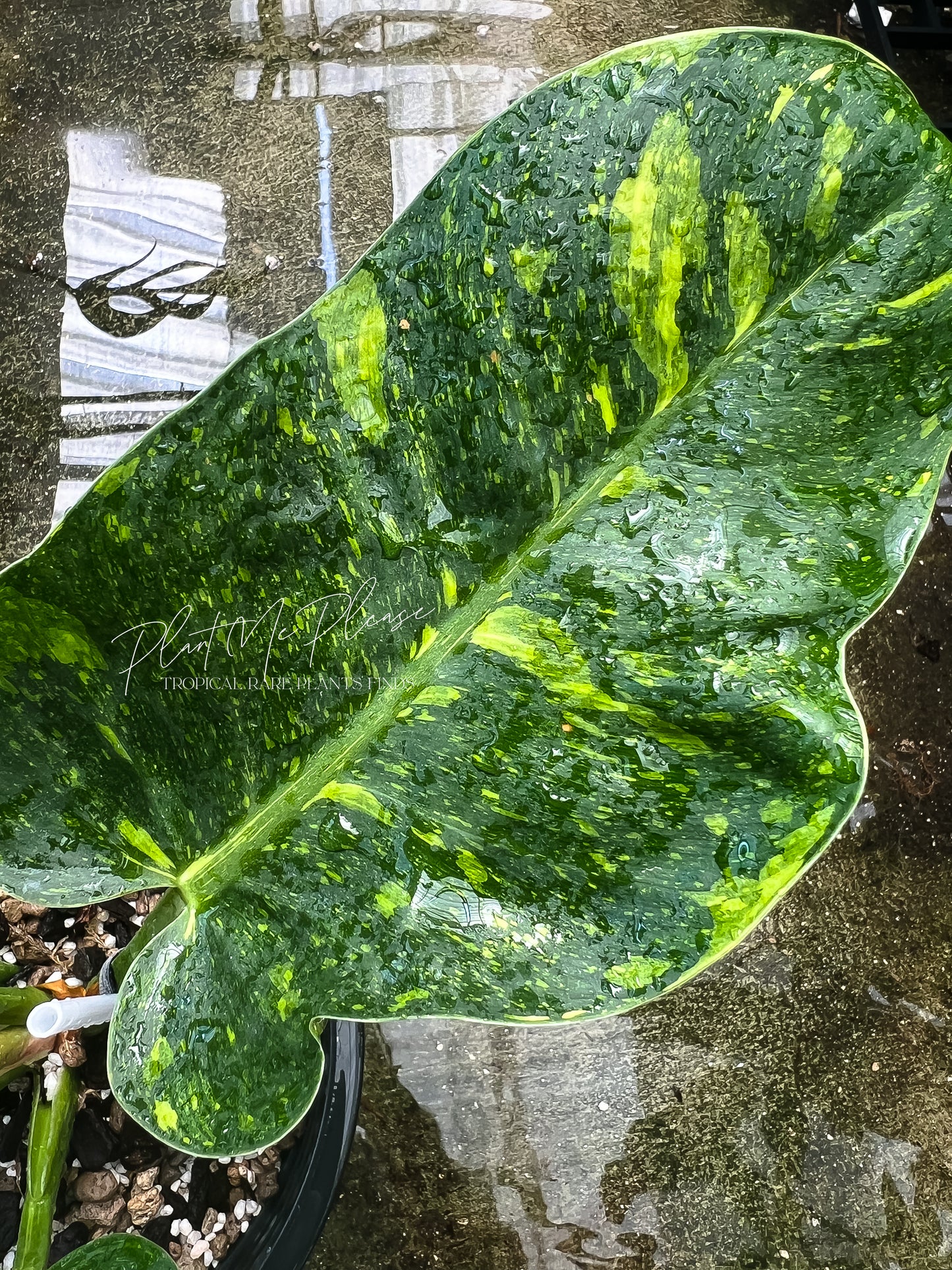 Philodendron Green Congo Marble Variegated