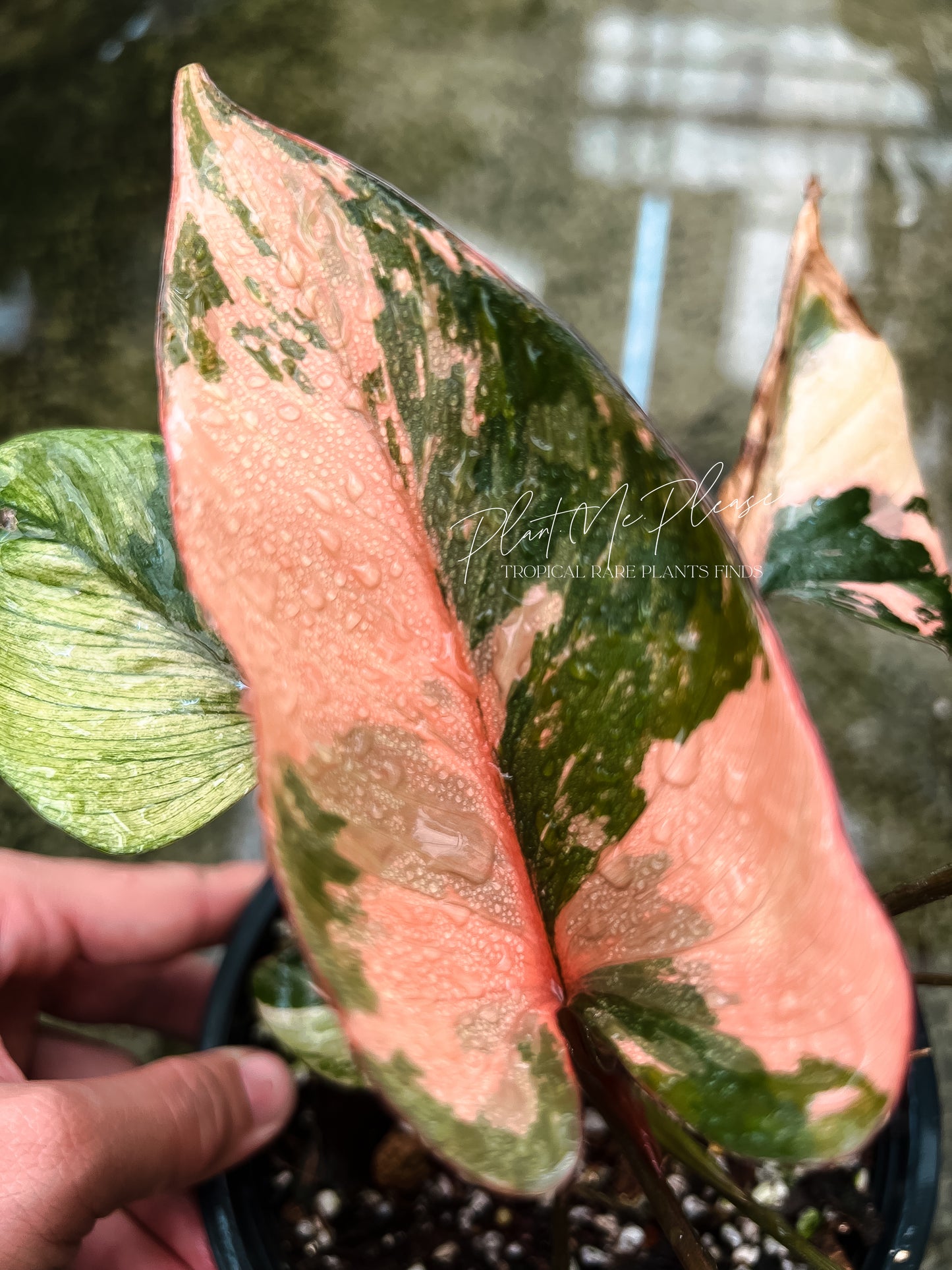 Homalomena Pink Diamond Variegated