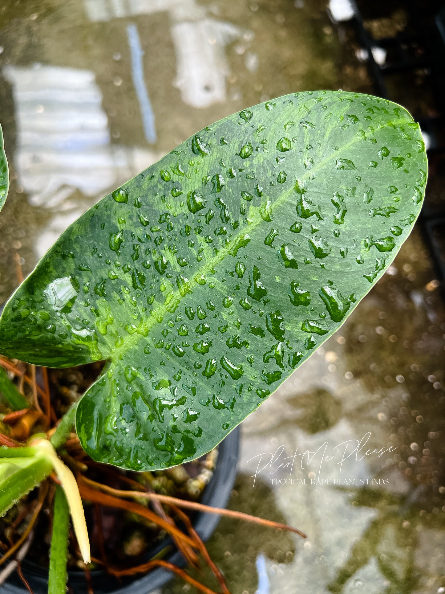 Philodendron Jose Buono Variegated