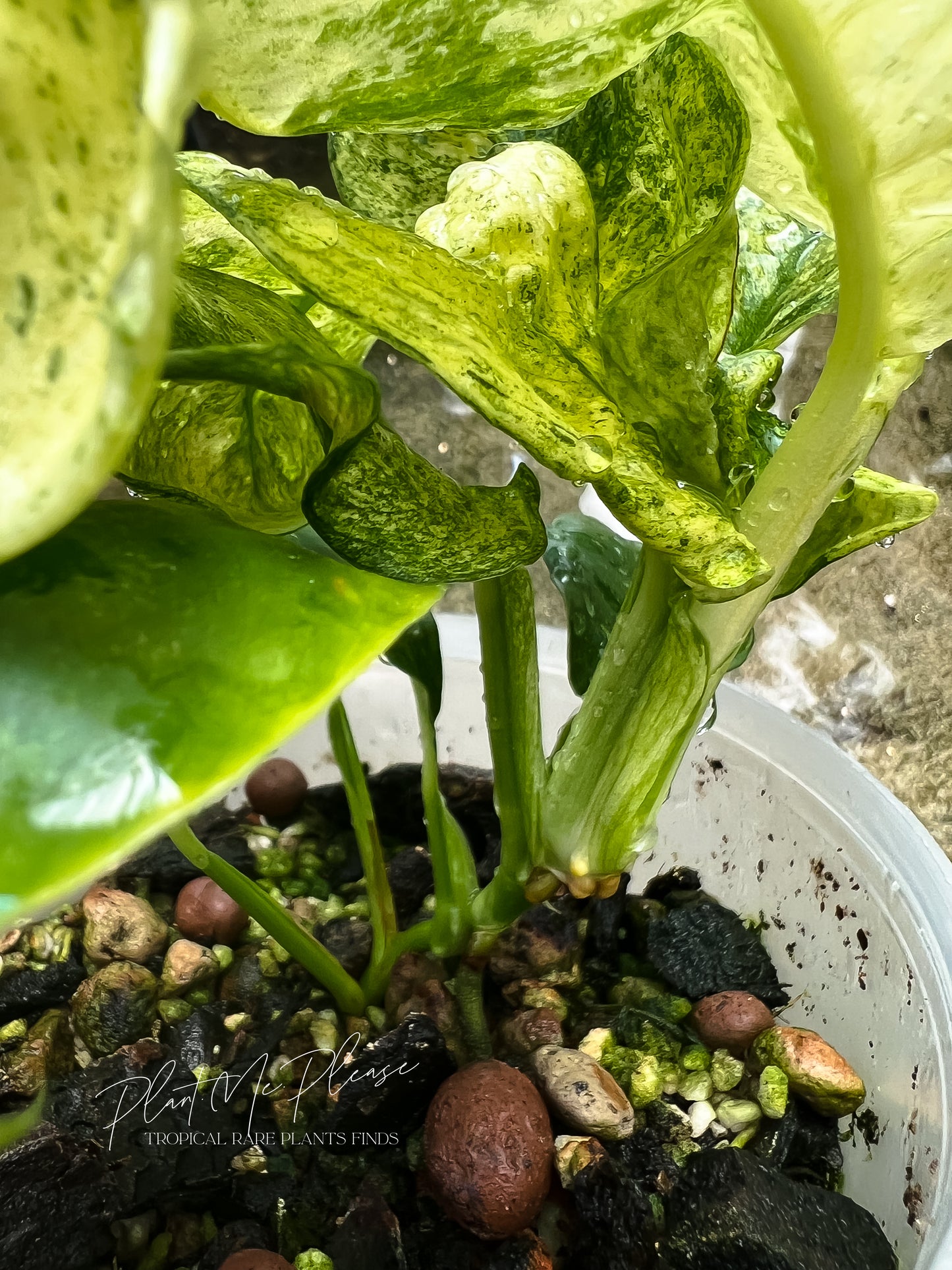 Rhaphidophora Puberula Variegated