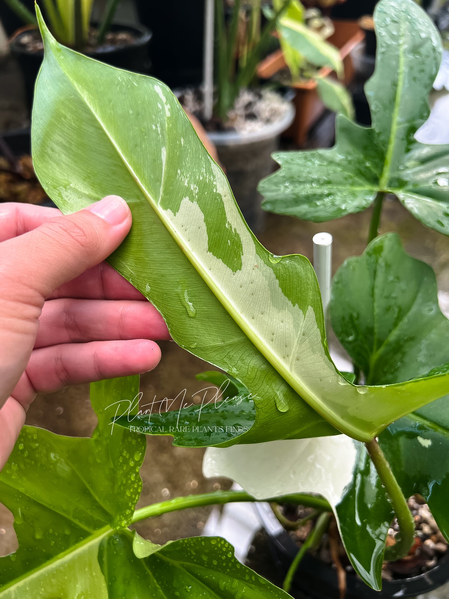 Philodendron Golden Dragon Variegated