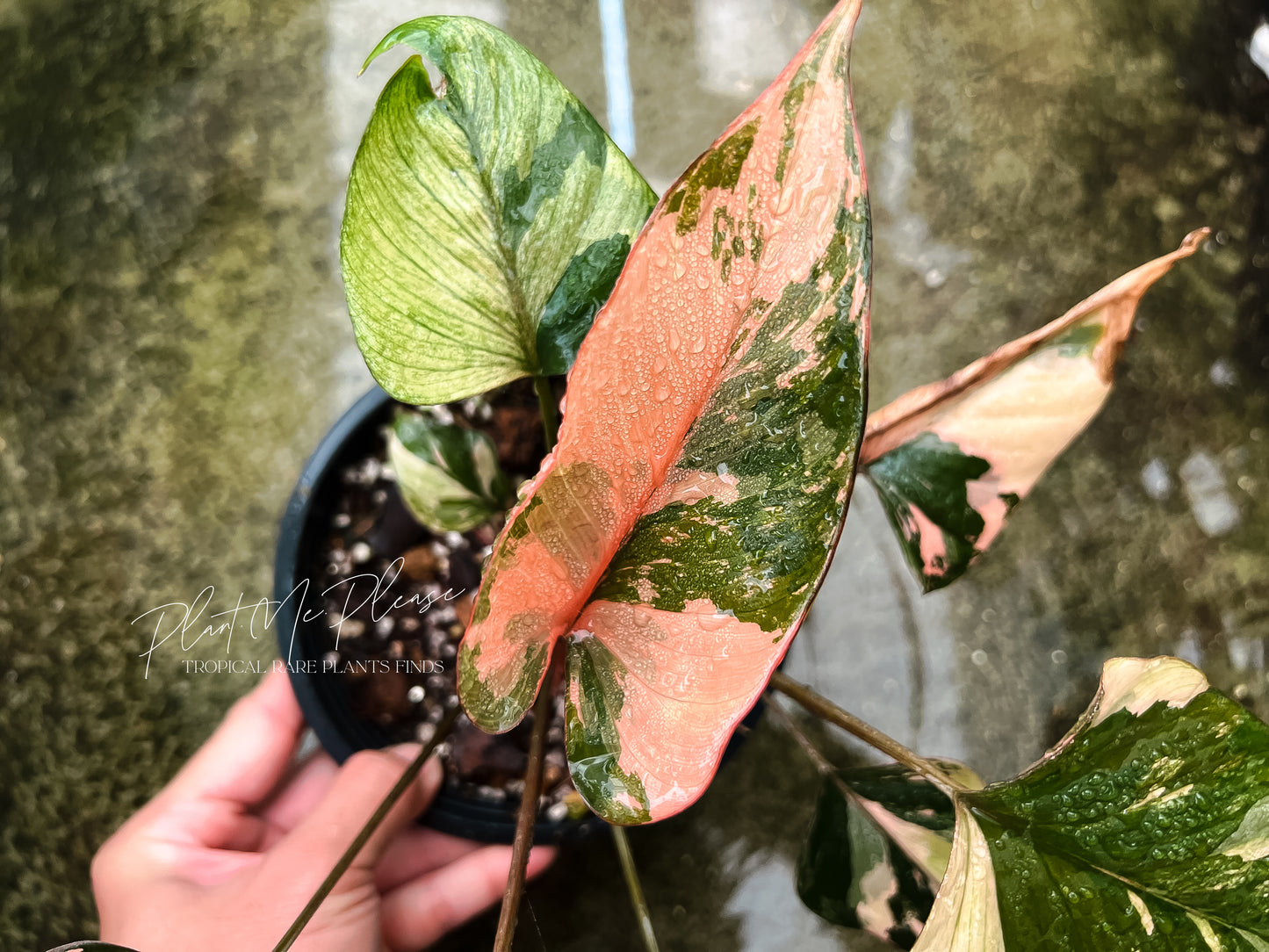 Homalomena Pink Diamond Variegated