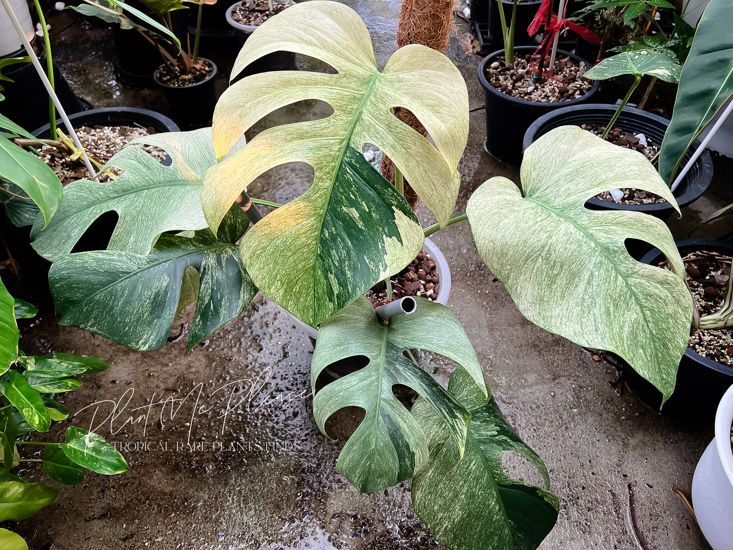 Monstera Borsigiana Mint Variegated