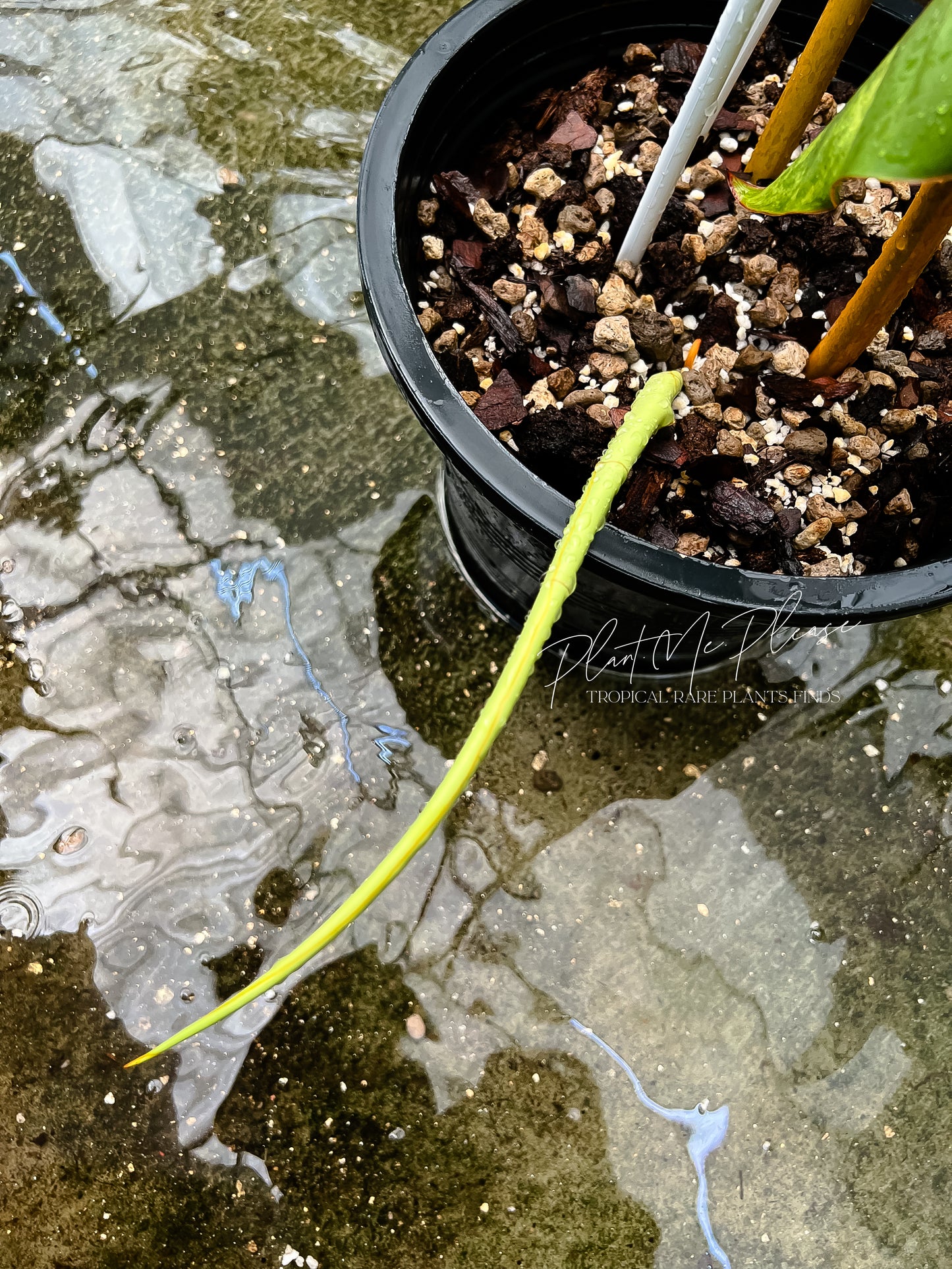 Philodendron Billietiae Variegated XXL size