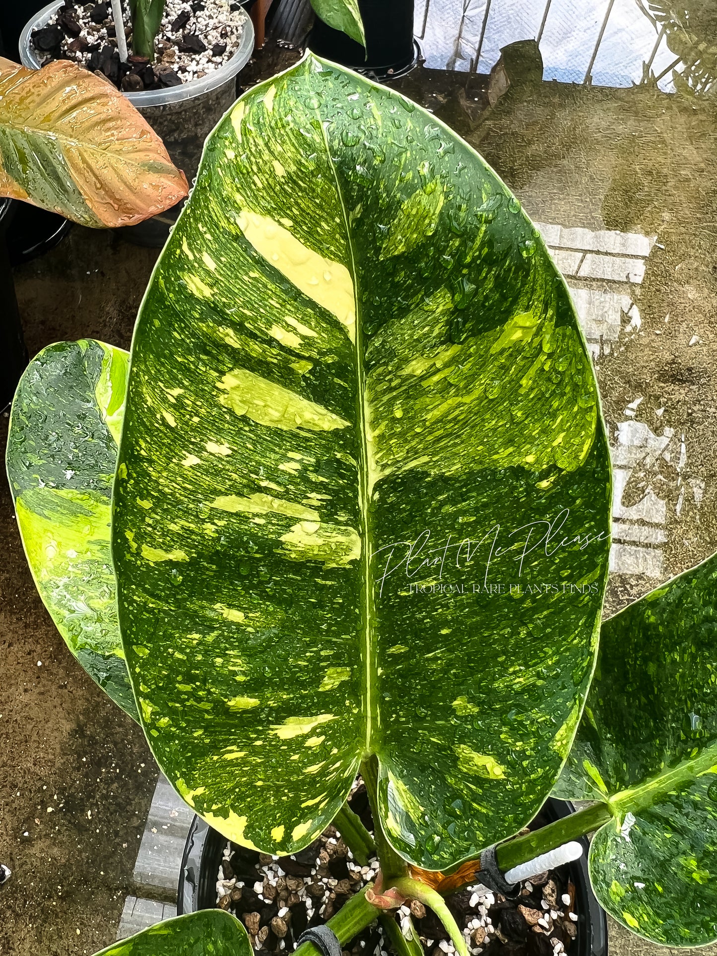 Philodendron Green Congo Marble Variegated