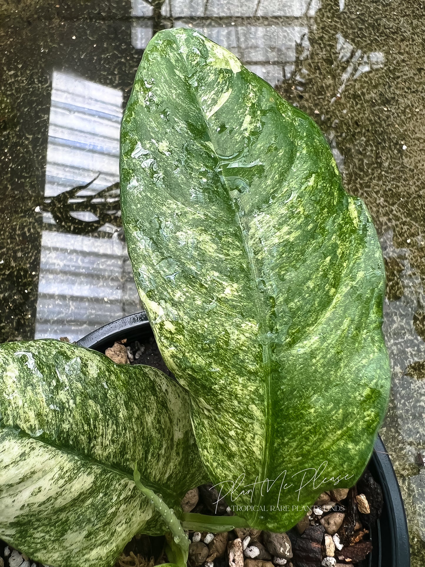 Rhaphidophora Pubelura Variegated