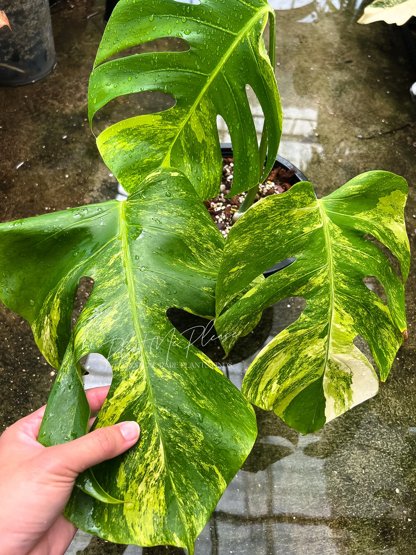 Monstera Deliciosa var. Borsigiana Aurea Variegated