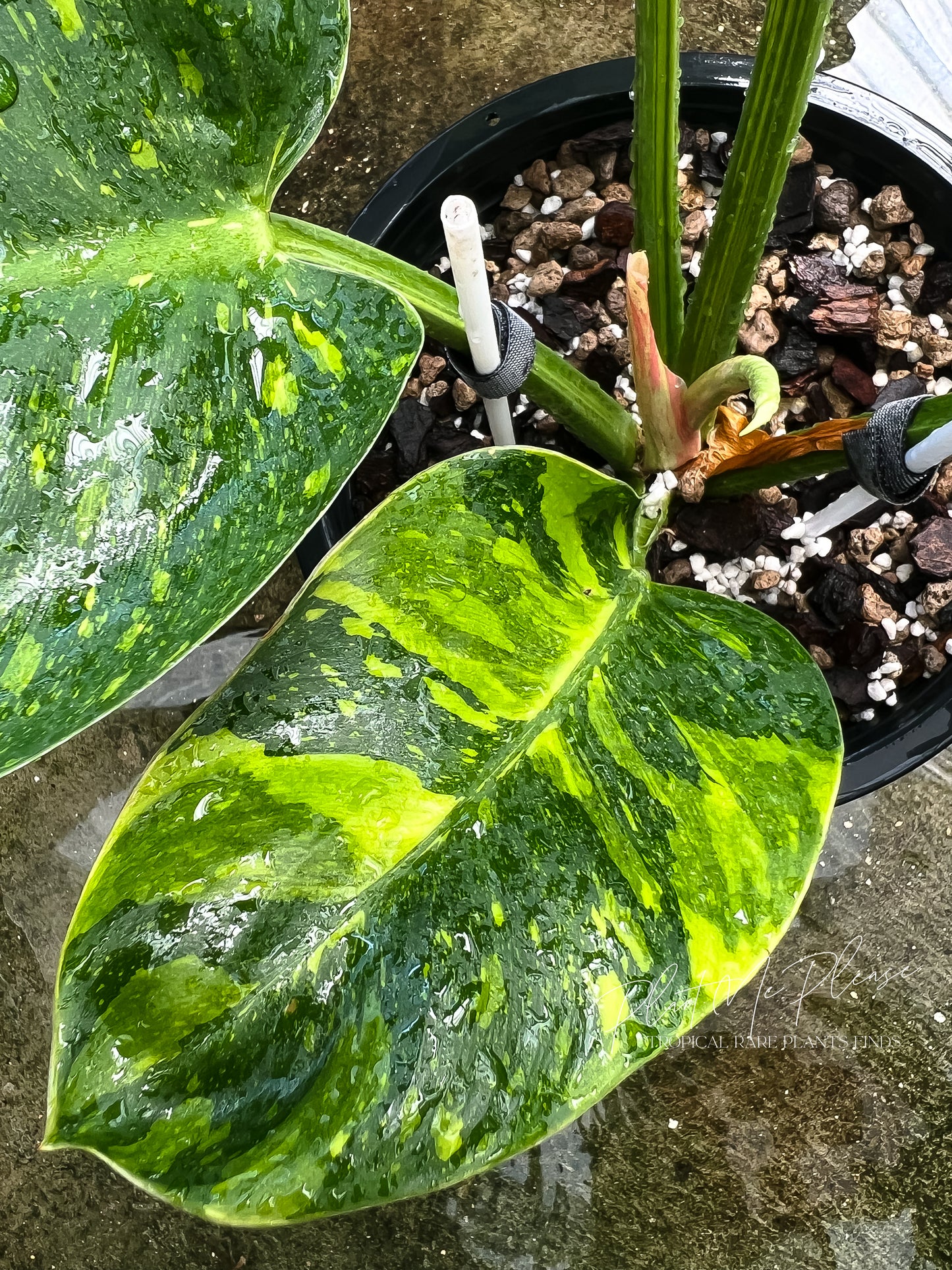 Philodendron Green Congo Marble Variegated