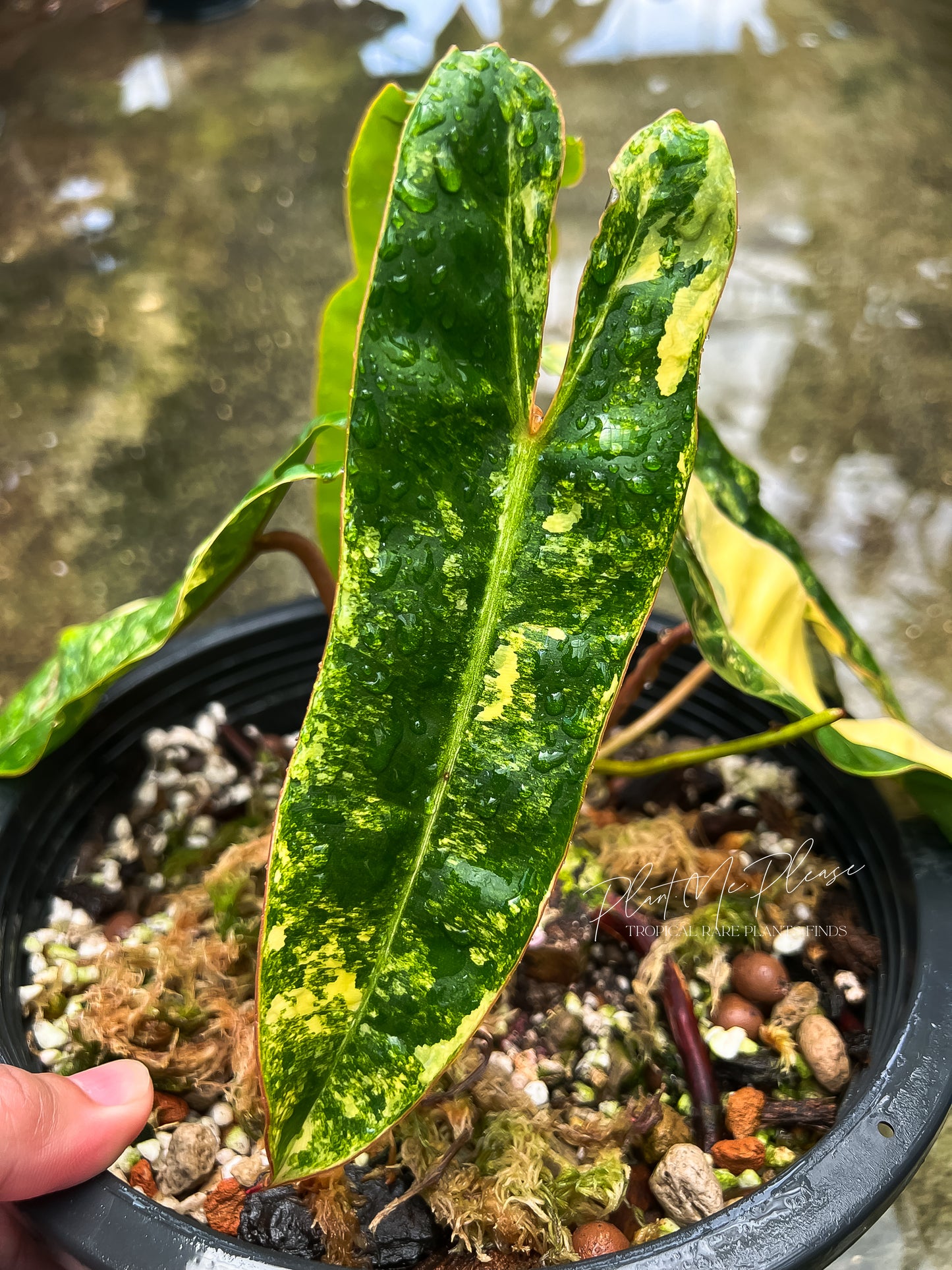 Philodendron Billietiae Variegated