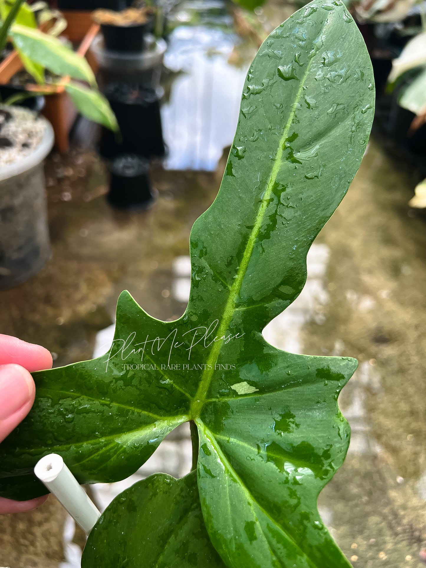 Philodendron Golden Dragon Variegated