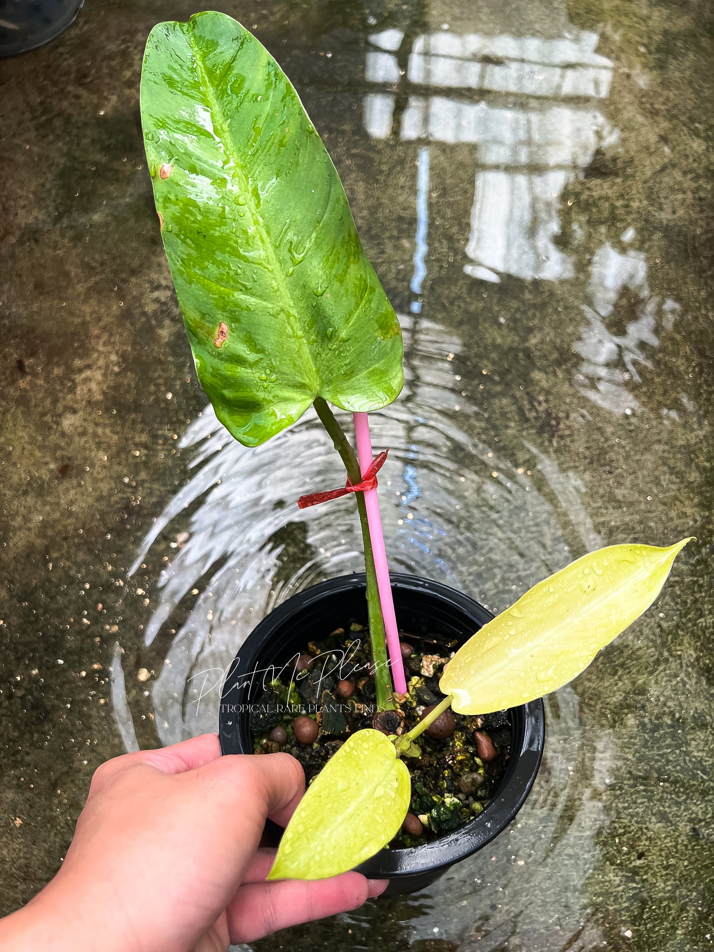Philodendron Mottled Whipple Way Variegated