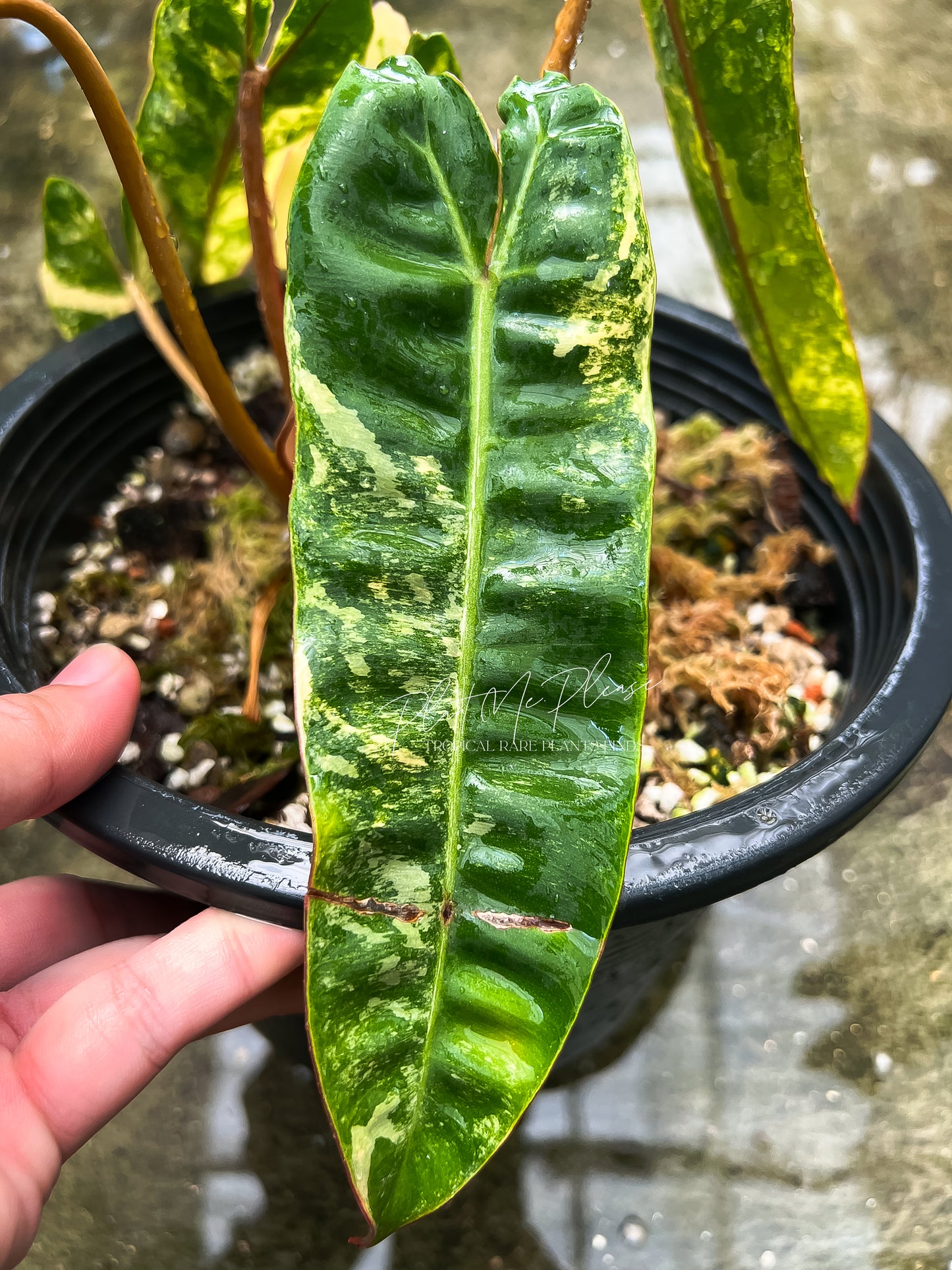 Philodendron Billietiae Variegated