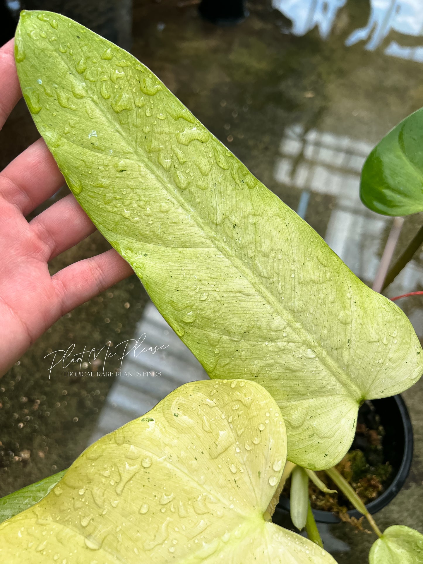 Philodendron Mottled Whipple Way Variegated