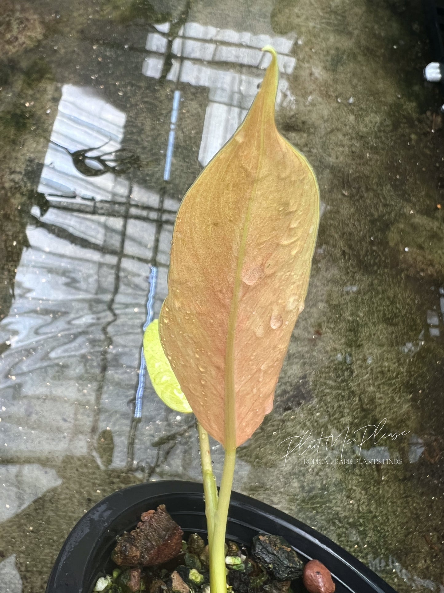 Philodendron Mottled Whipple Way Variegated