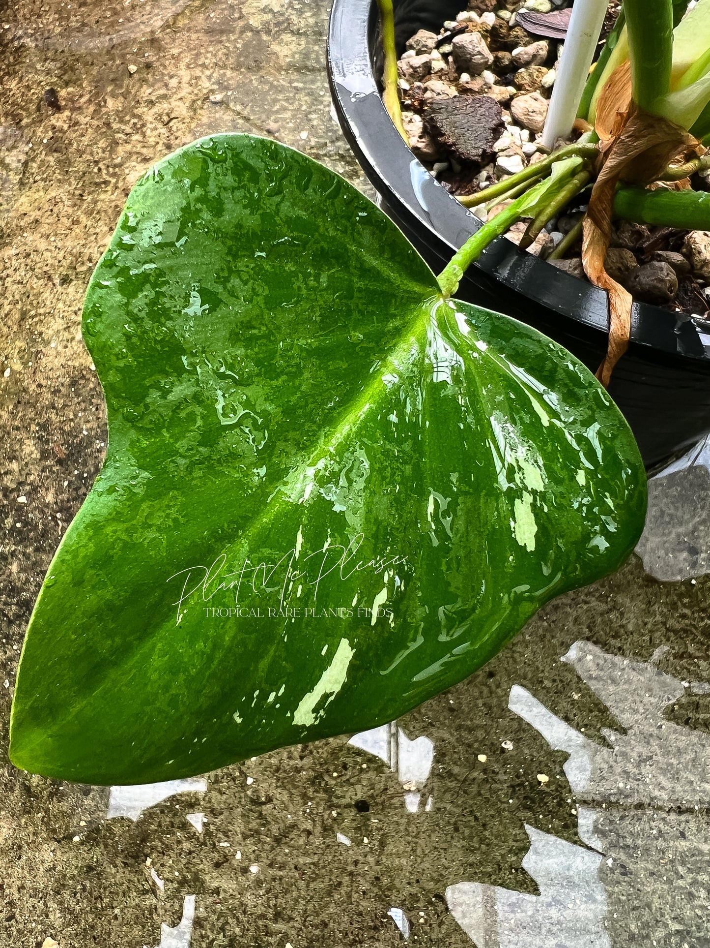 Philodendron Golden Dragon Variegated