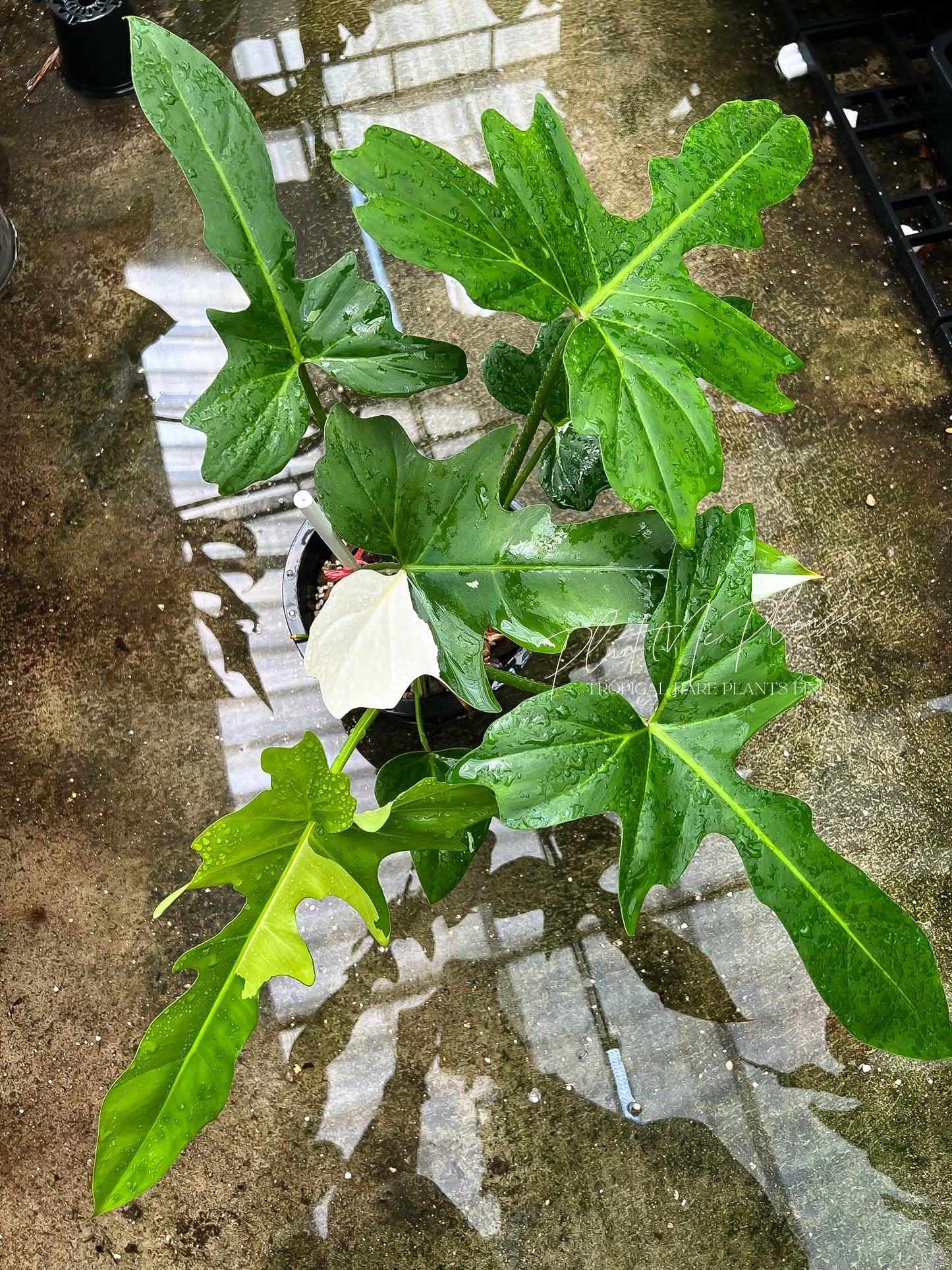 Philodendron Golden Dragon Variegated