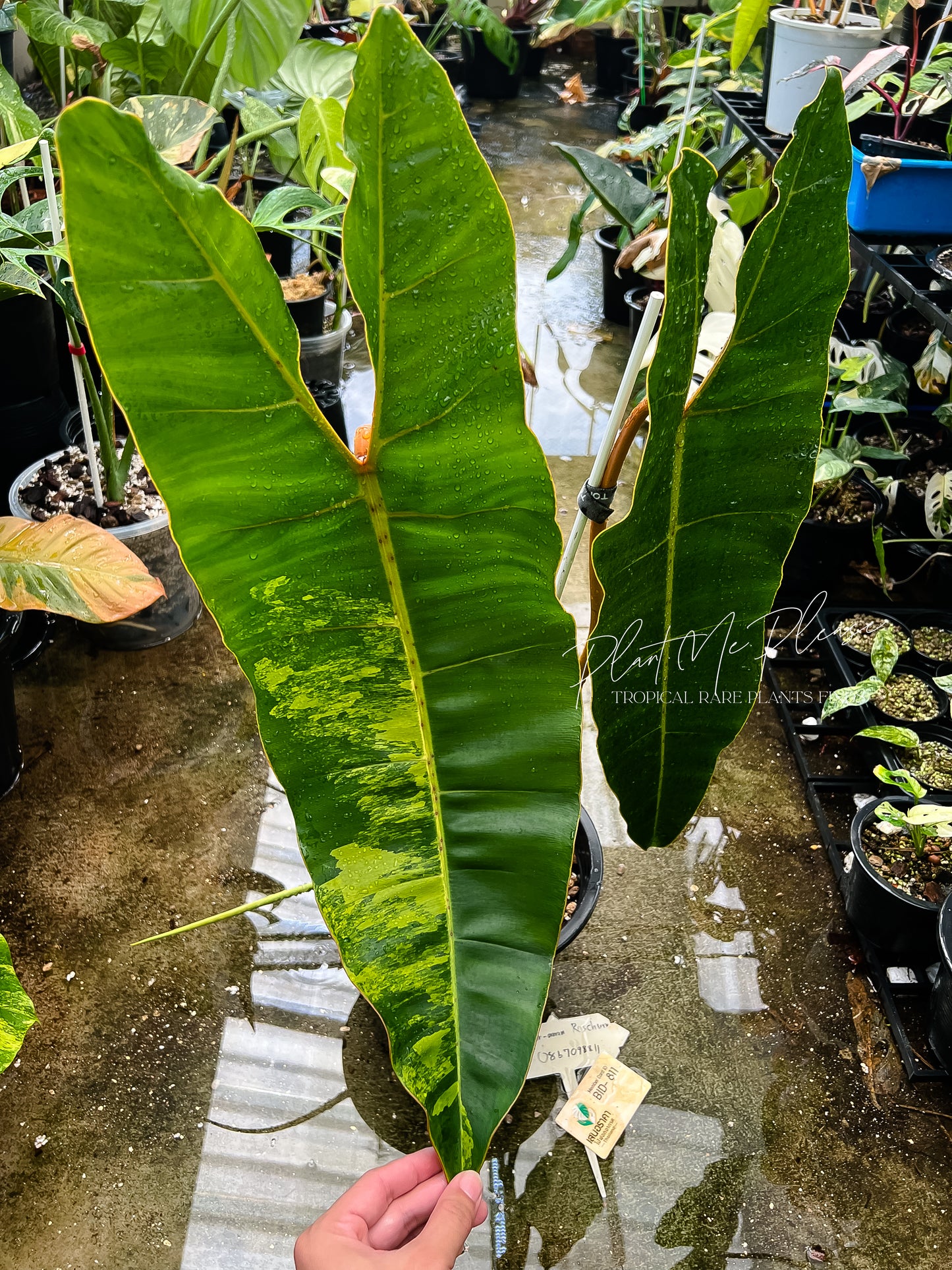 Philodendron Billietiae Variegated XXL size