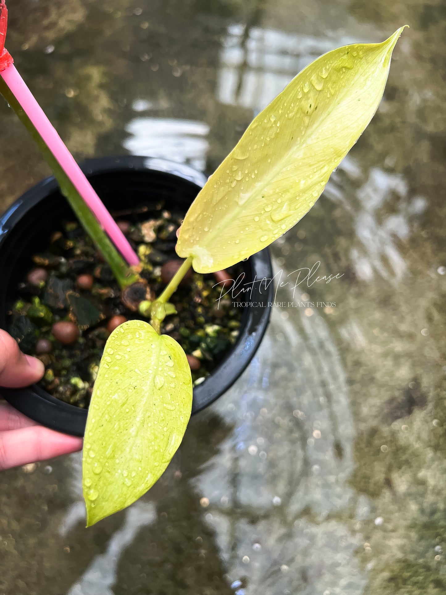 Philodendron Mottled Whipple Way Variegated