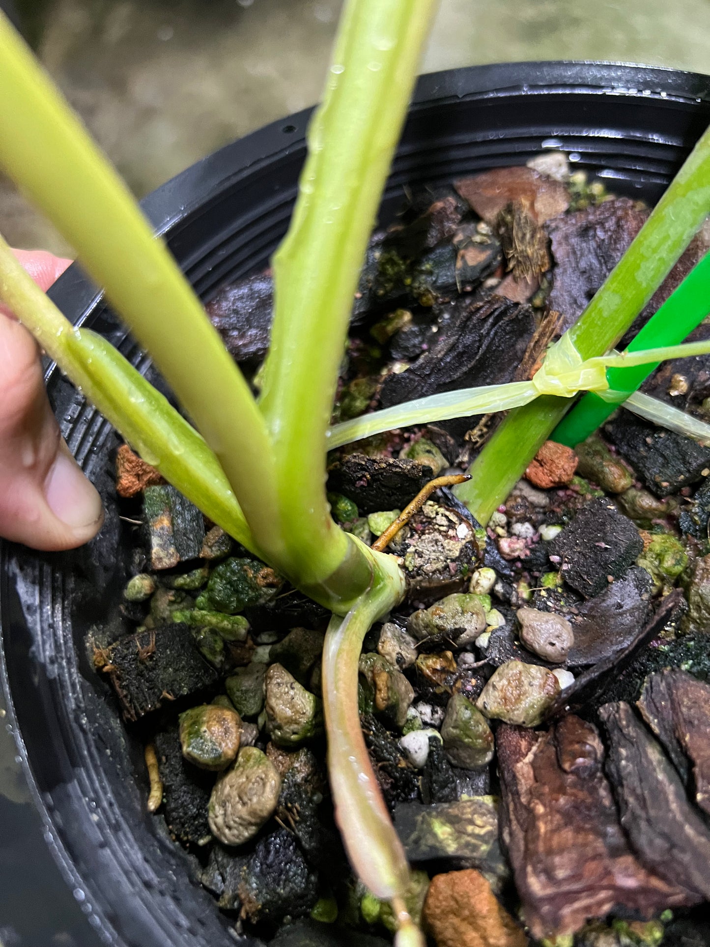 Philodendron Mottled Whipple Way Variegated