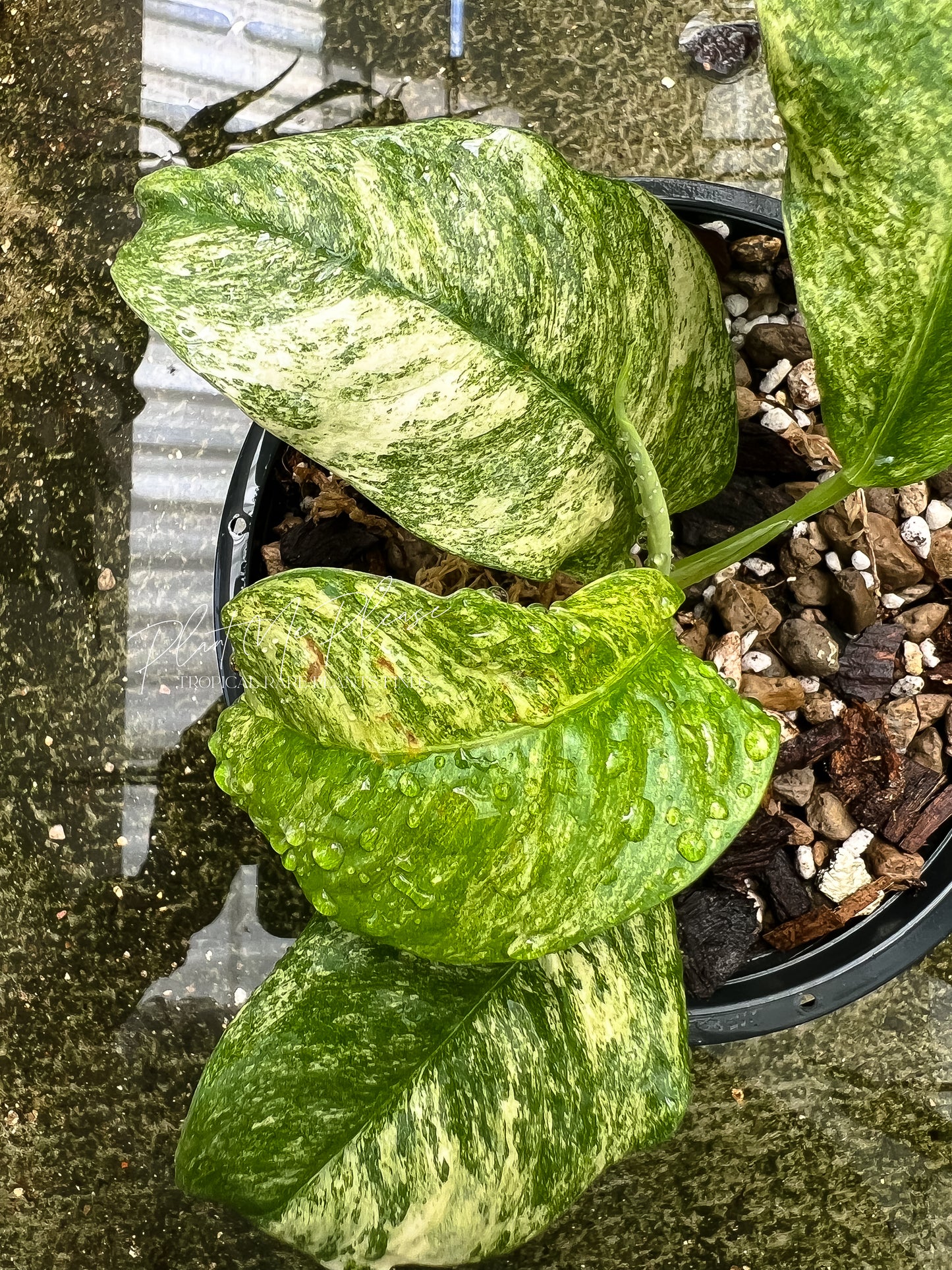 Rhaphidophora Pubelura Variegated