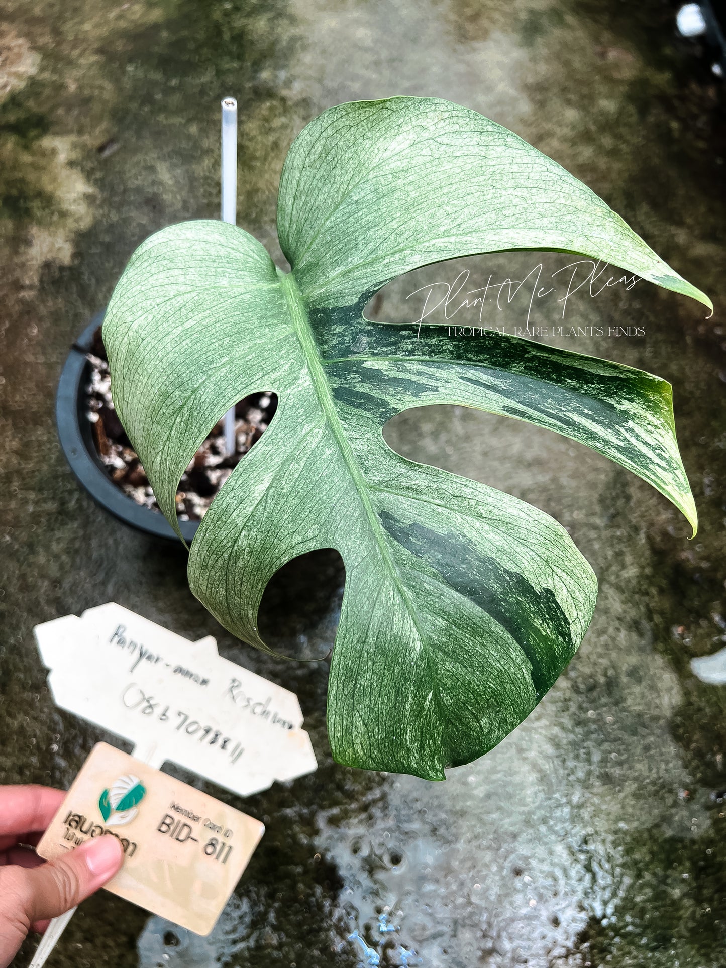 Monstera Borsigiana Mint Variegated
