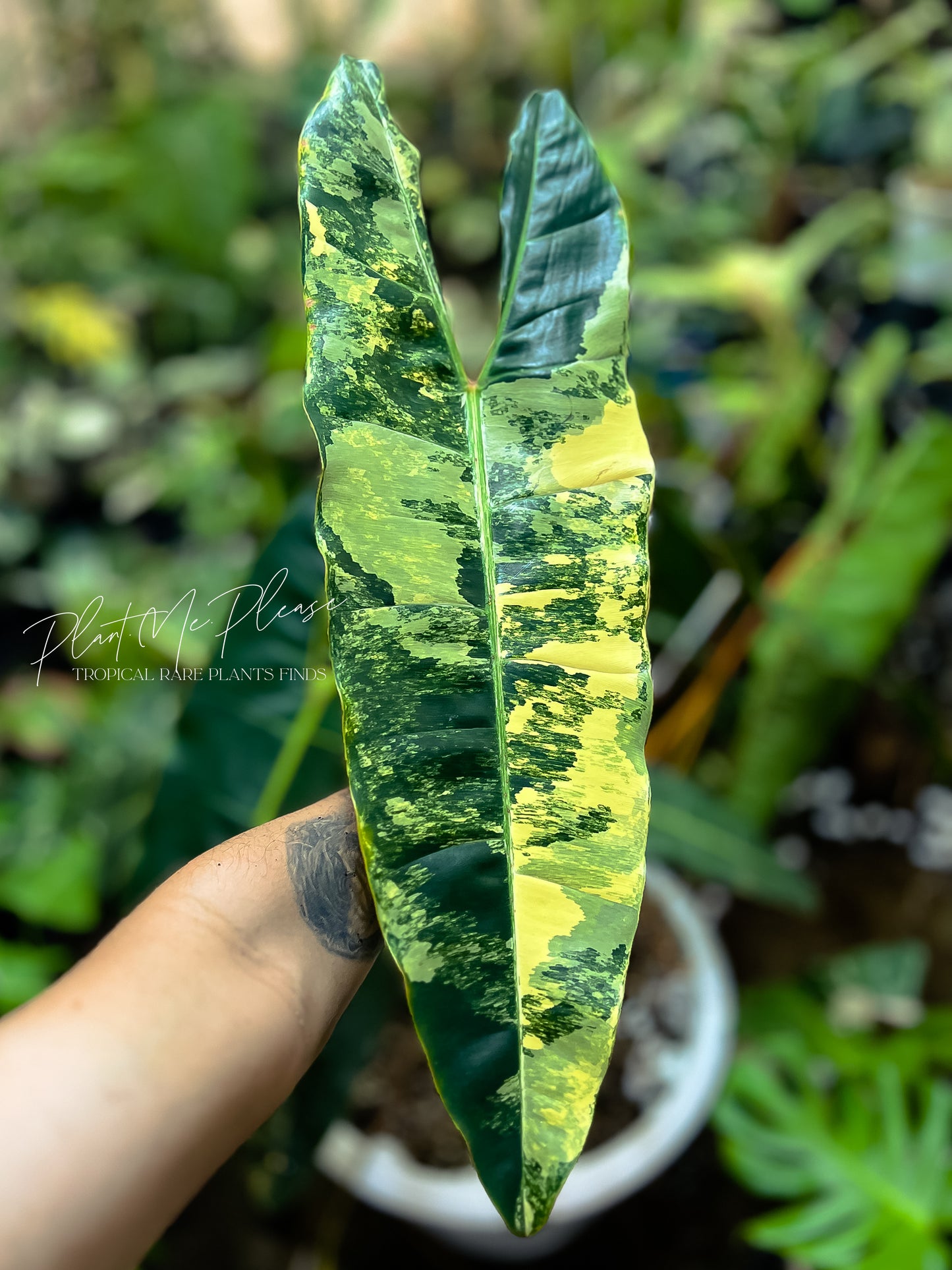 Philodendron Biliietiae Variegated - Single leaf cutting