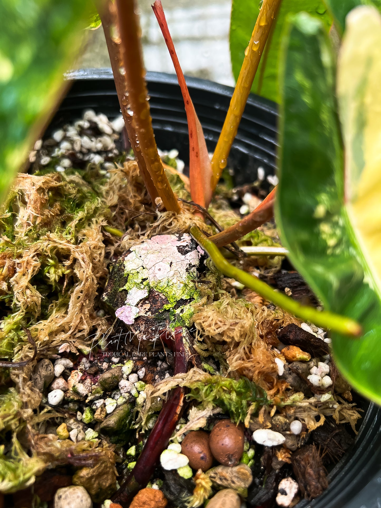 Philodendron Billietiae Variegated