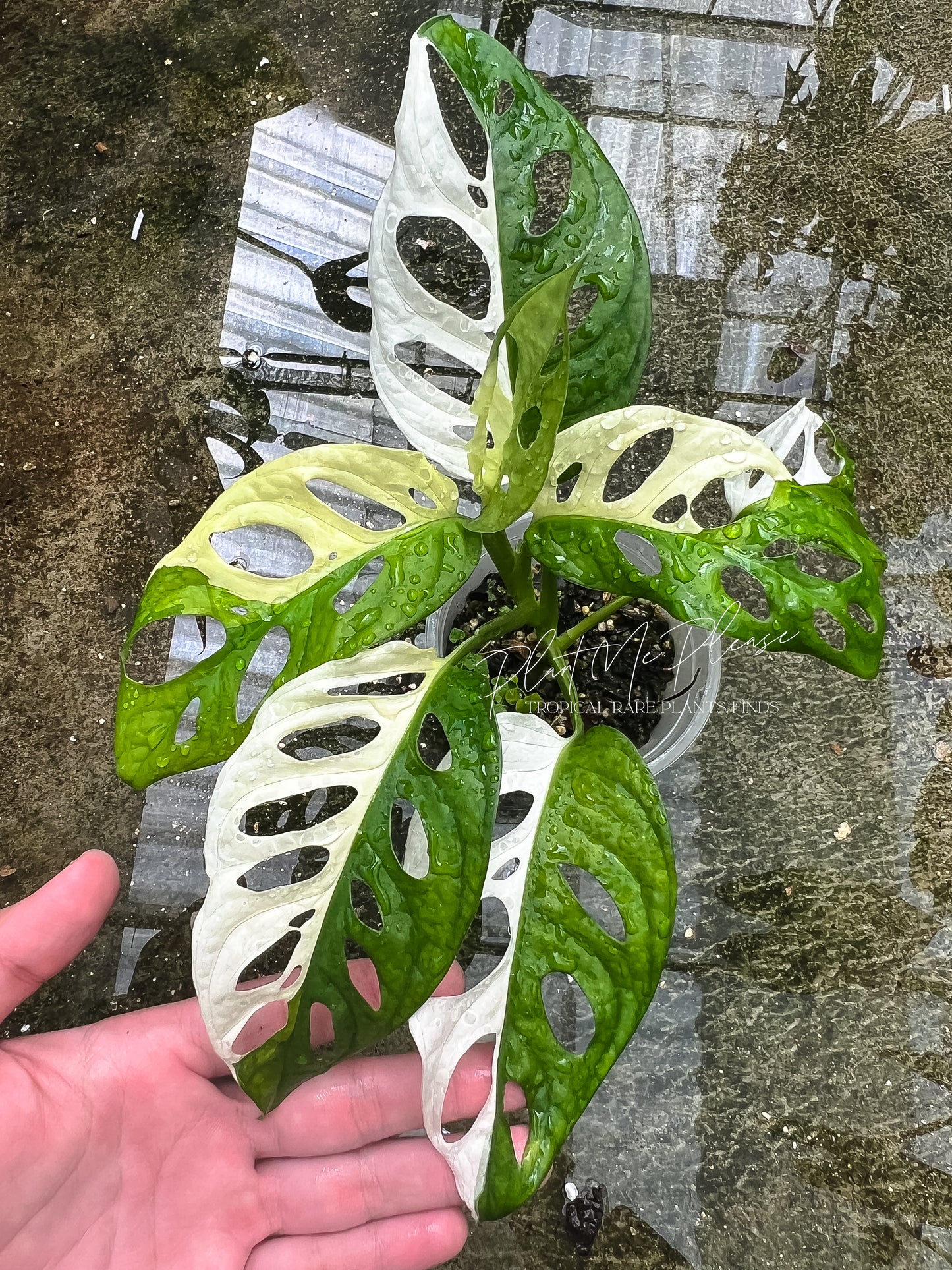 Monstera Adansonii Variegated Half Moon
