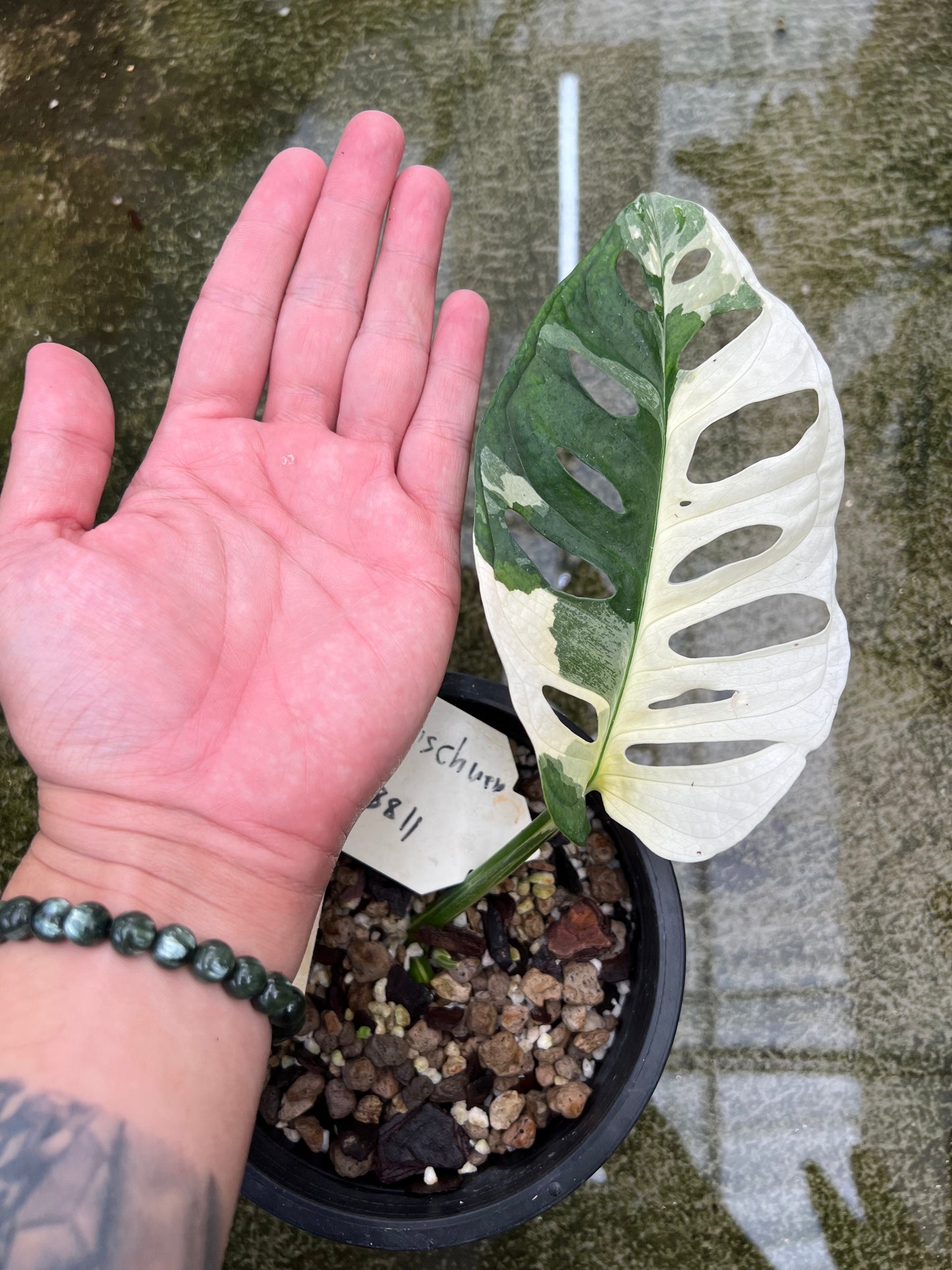 Monstera Adansonii Variegated Tricolor Large form.
