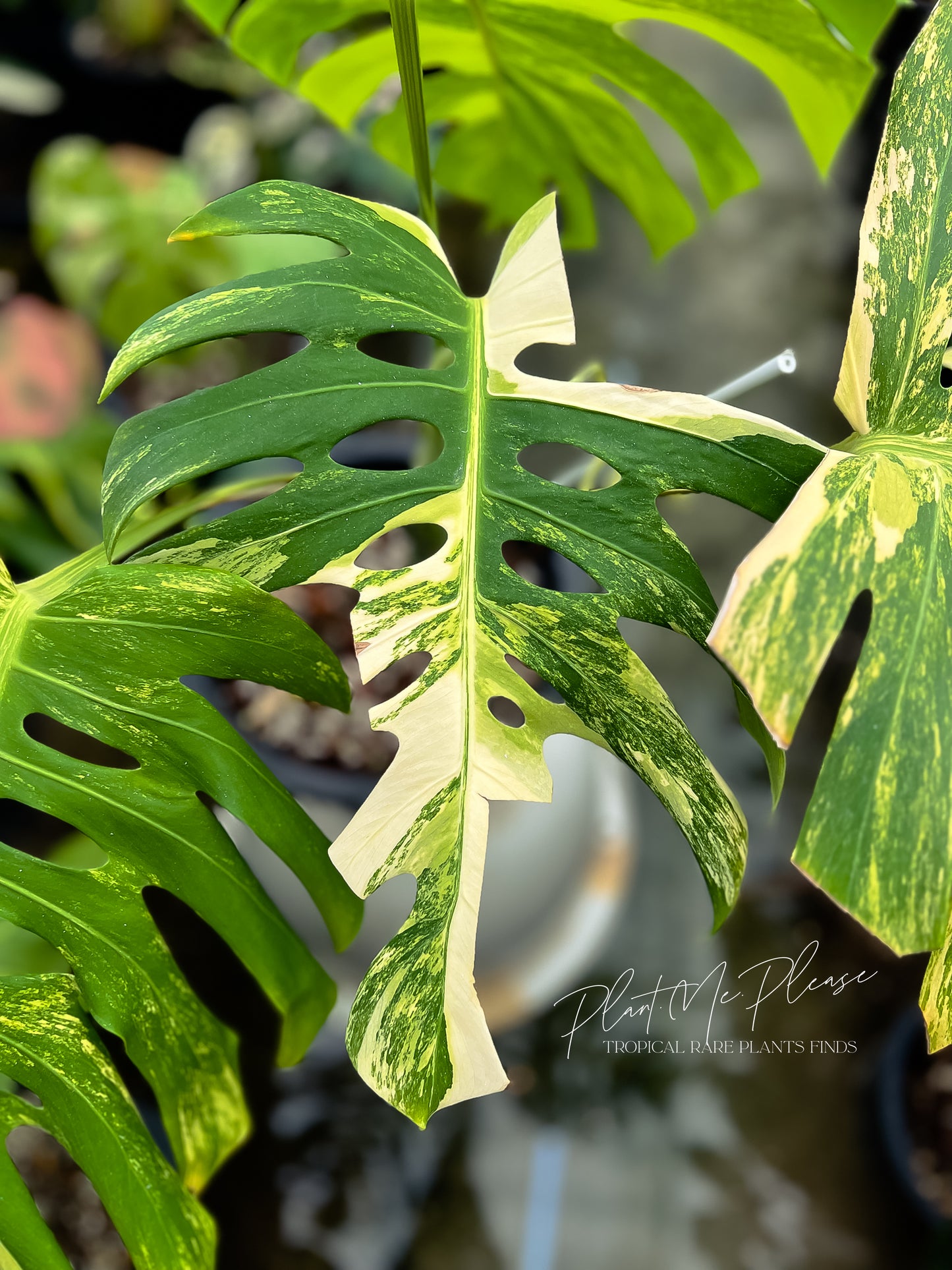 Monstera Deliciosa var. Borsigiana Aurea Variegated Mature Form.