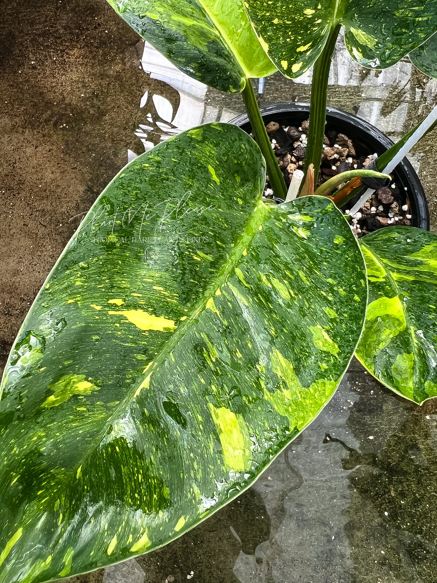 Philodendron Green Congo Marble Variegated